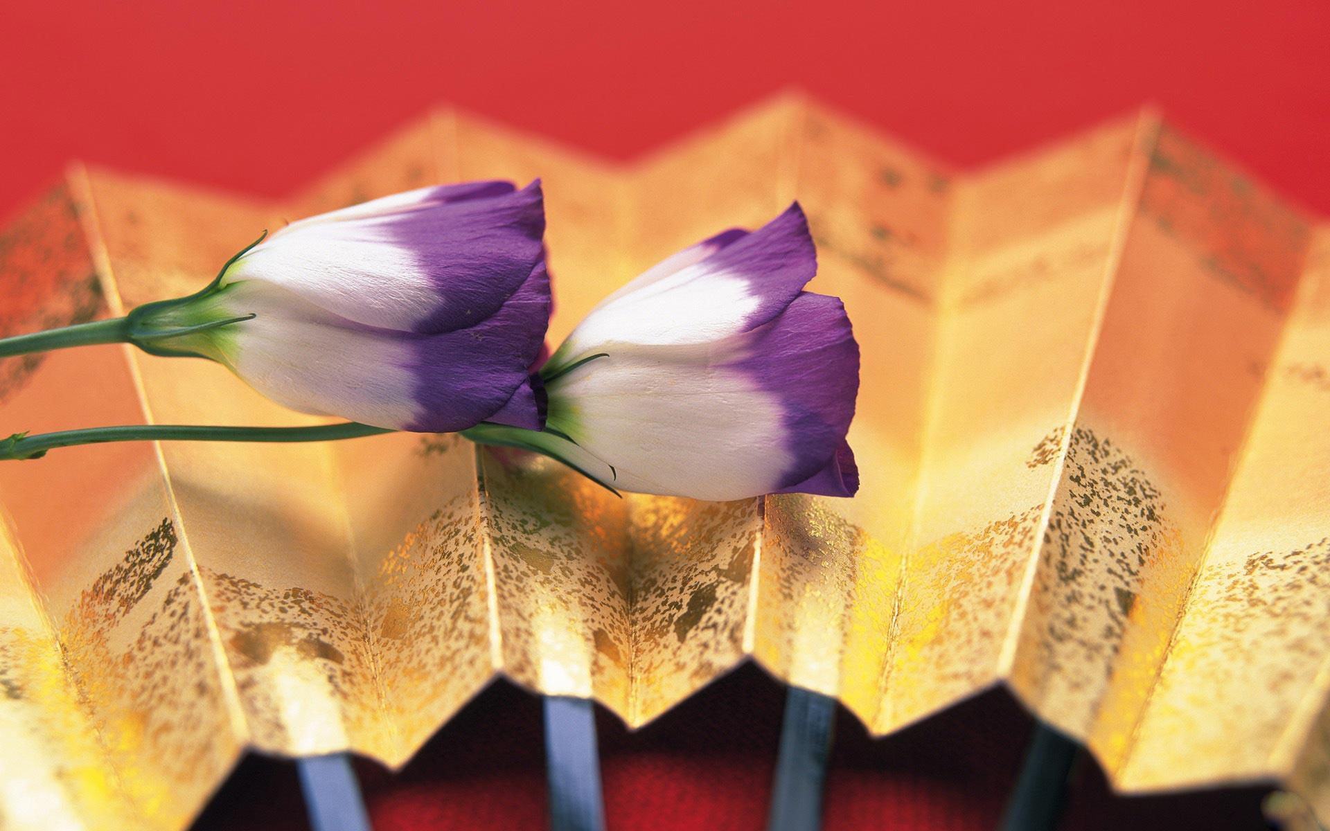 crocus, 1080P, perennial, white, crocuses, 3d and abstract, purple, flower, flowers, HD Wallpaper