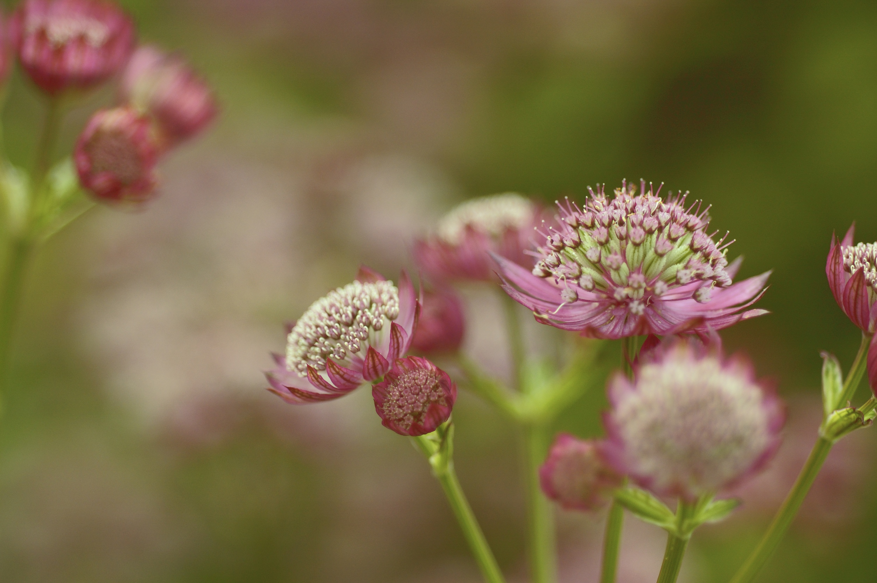 purple, plant stem, outdoors, freshness, flower, day, 2K, masterwort, nature, focus on foreground, flowering plant, flora, inflorescence, pink color, no people, HD Wallpaper