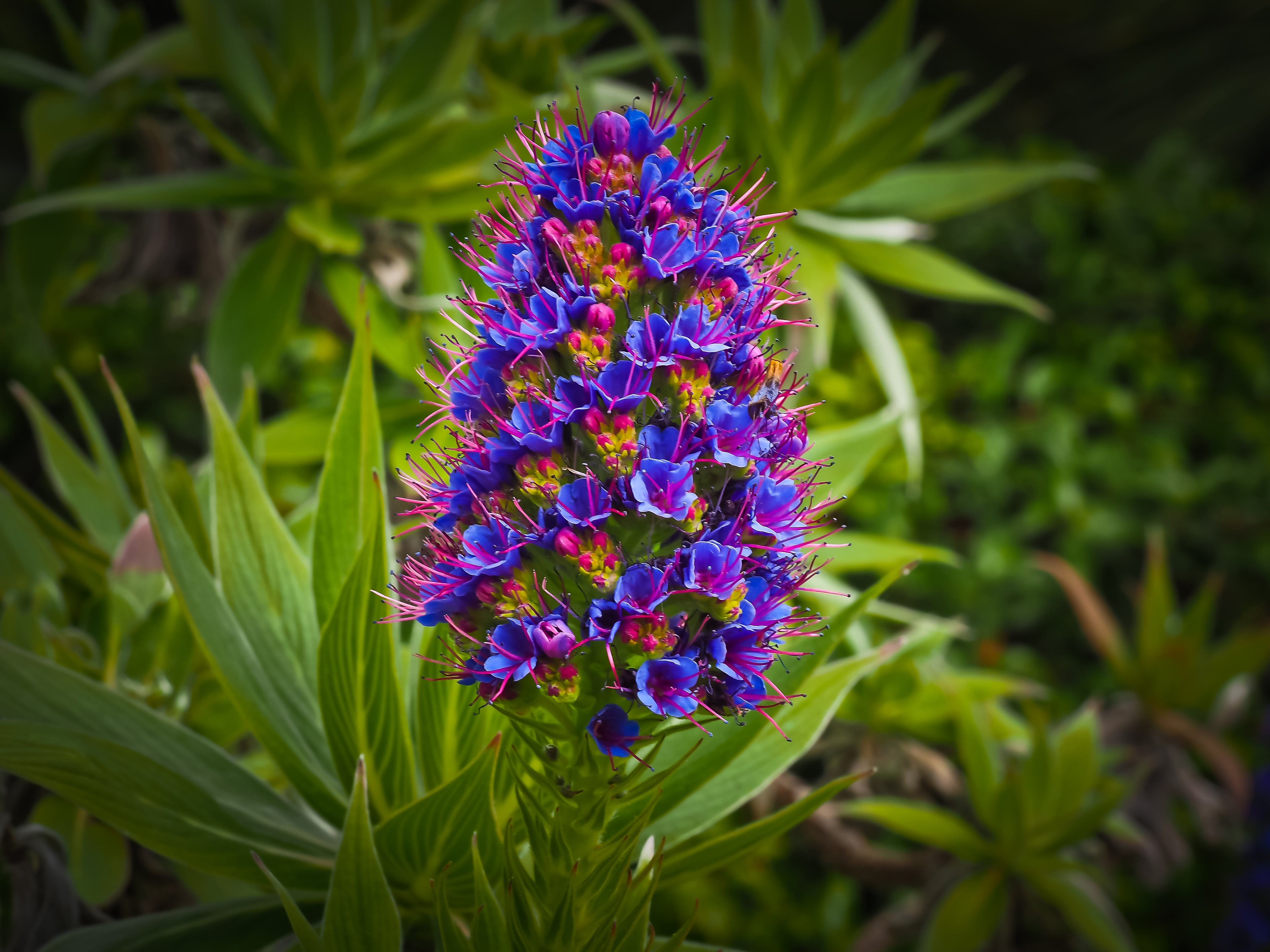 no people, beauty In Nature, freshness, grass, flower Head, close-up, macro, bud, petaled, inflorescence, vulnerability, flowerbed, herb, flowering plant, HD Wallpaper