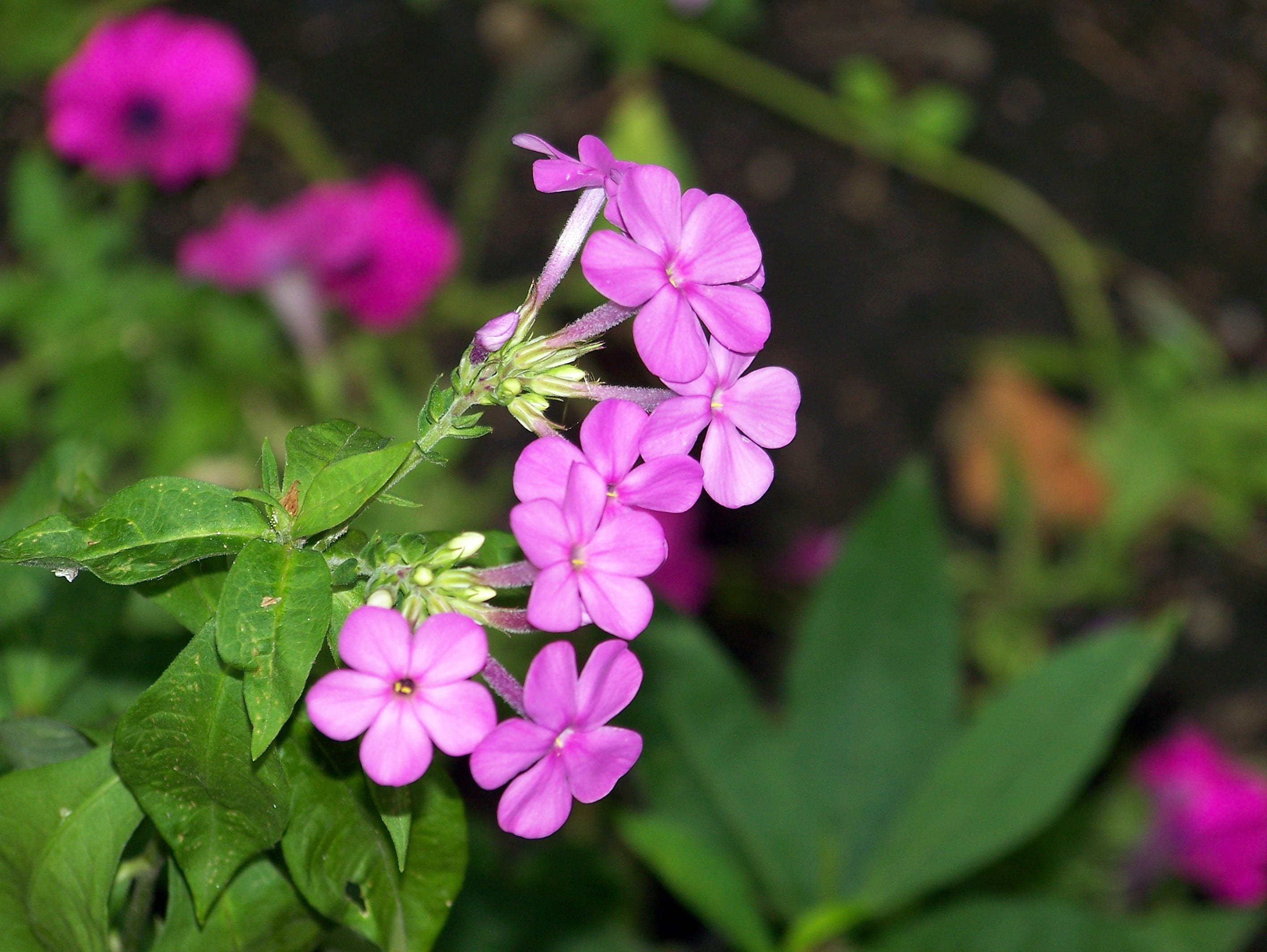 outdoors, plant part, inflorescence, springtime, freshness, nature, phlox paniculata, plant, flowering plant, green color, petal, high perennial phlox, HD Wallpaper