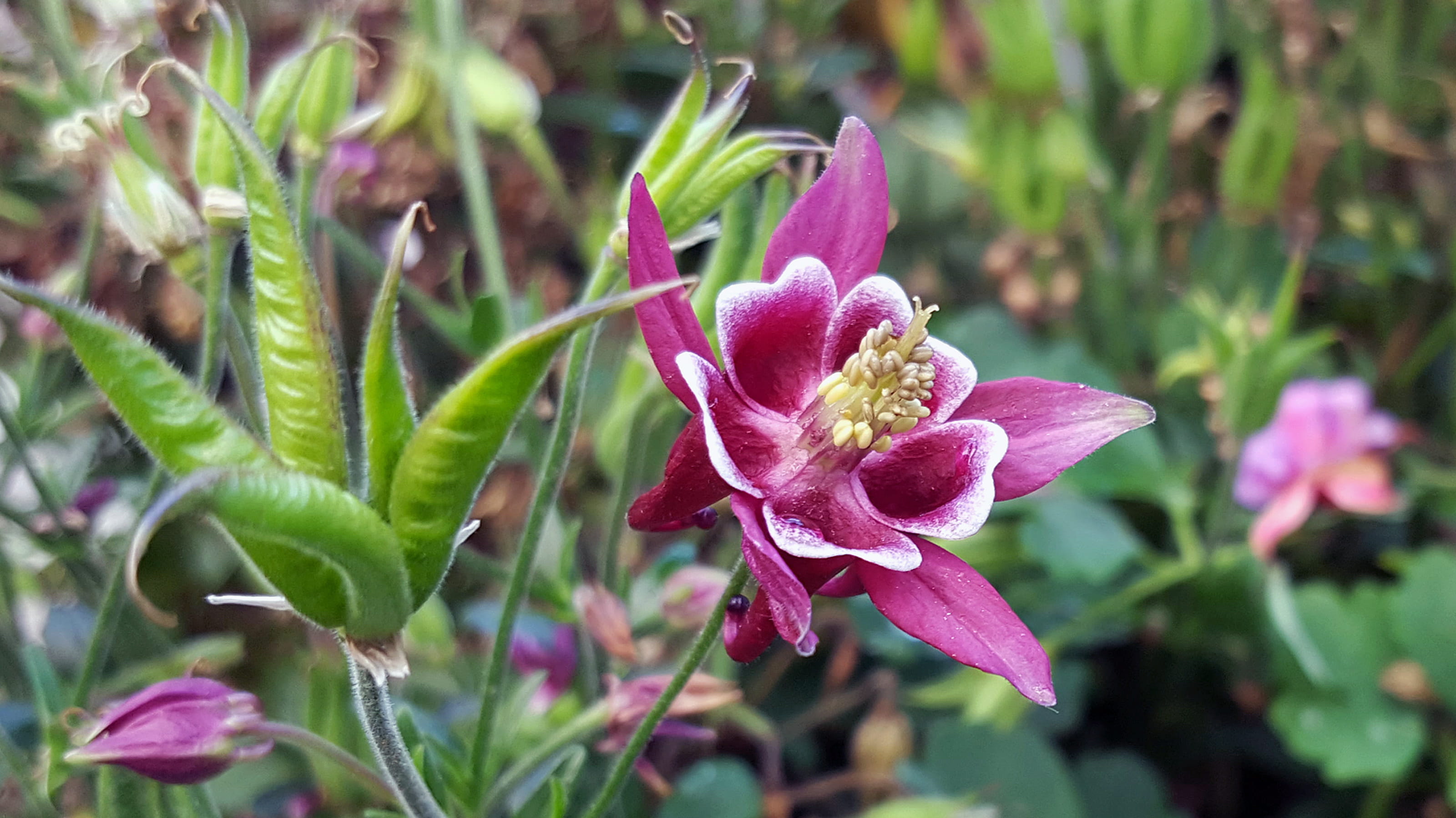 columbines, inflorescence, cottage garden plants, plant, fragility, drought tolerant plants, flower head, green color, purple, pink color, aquilegia, focus on foreground, HD Wallpaper