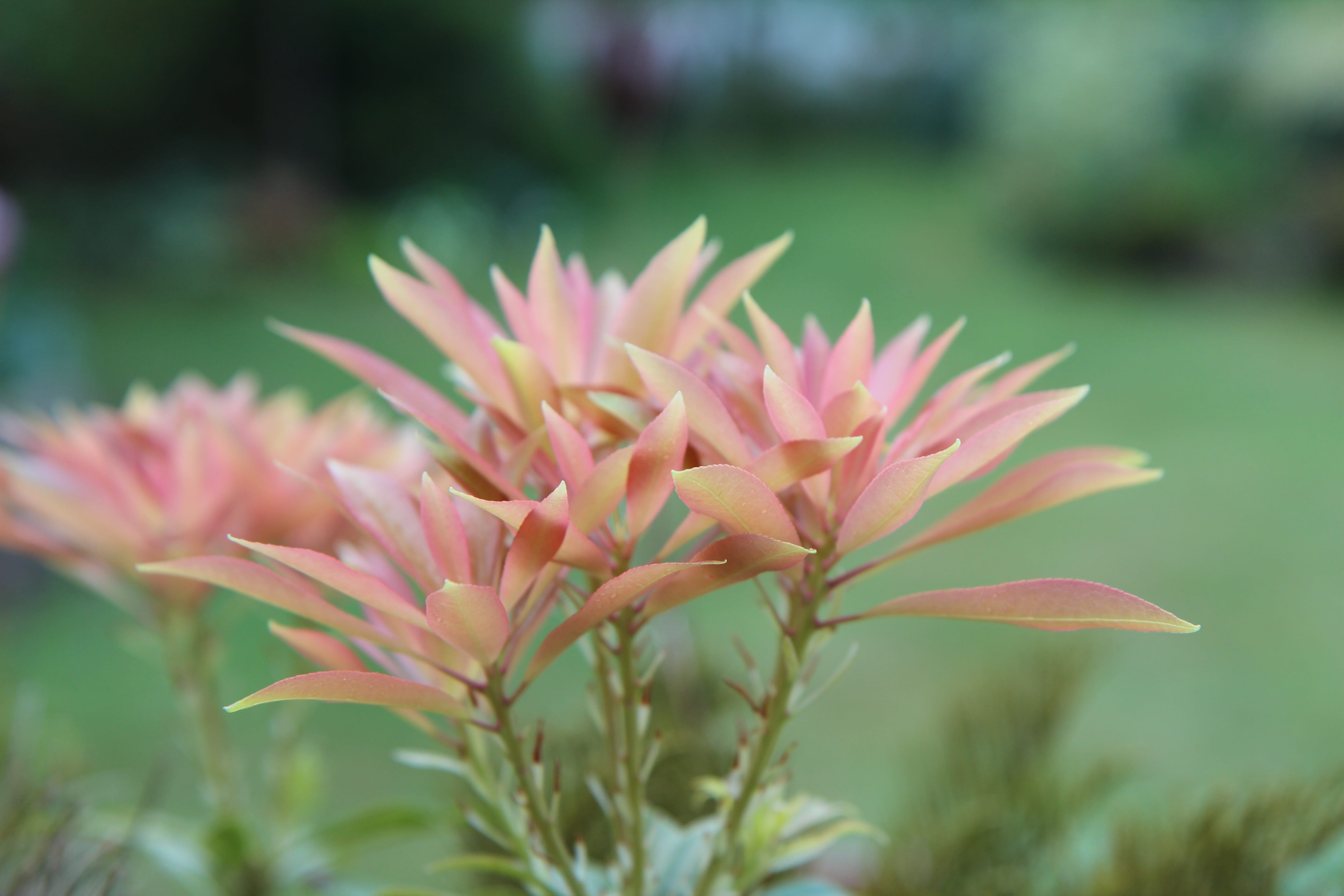outdoors, inflorescence, pieris japonica, vulnerability, beauty in nature, 5K, andromeda, flower, plant part, fragility, focus on foreground, petal, growth, HD Wallpaper