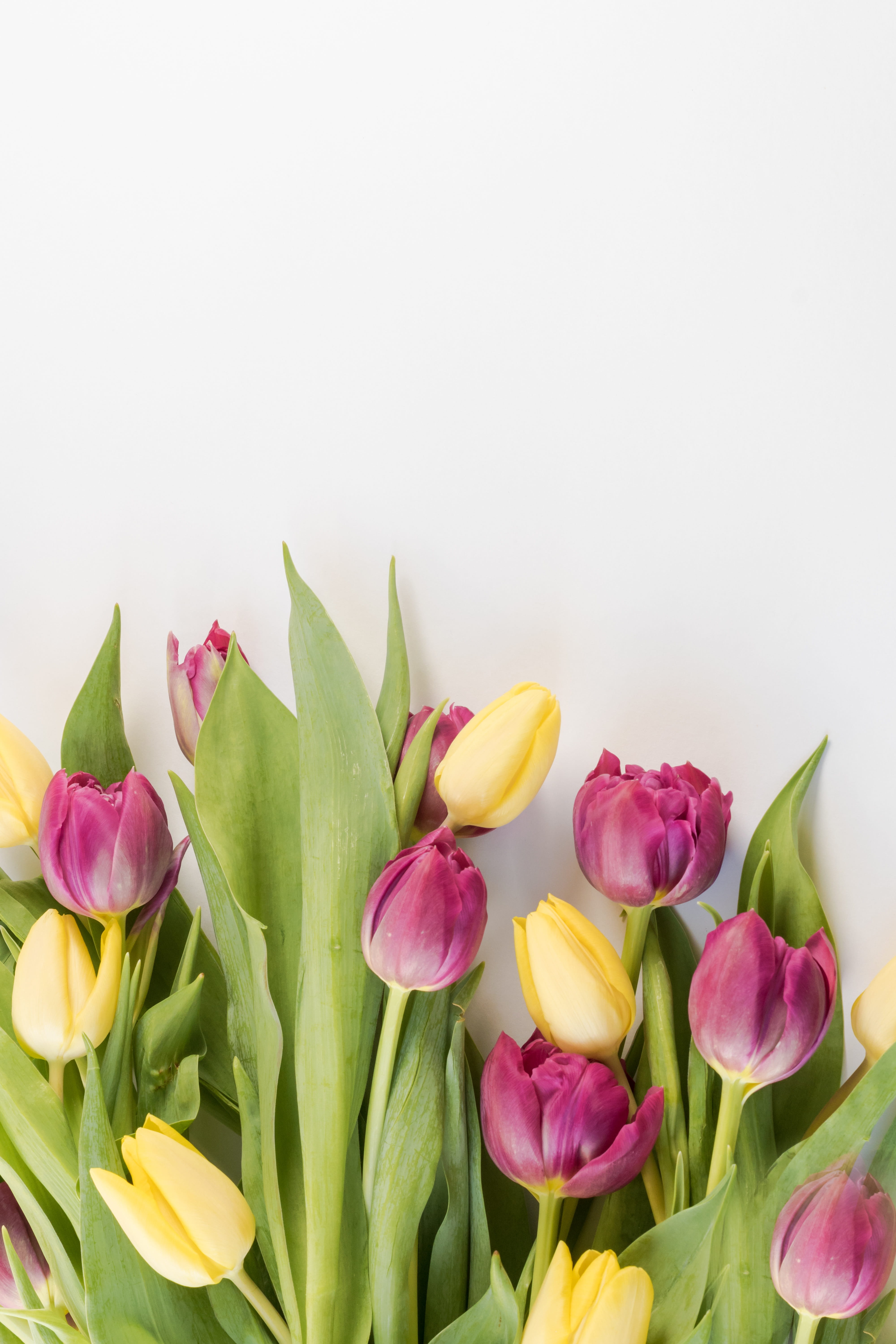 color, freshness, tulipa, flora, nature, flowers, tulip, plant part, netherlands, holland, flowering plant, multi colored, bouquet, fragility, Phone HD Wallpaper