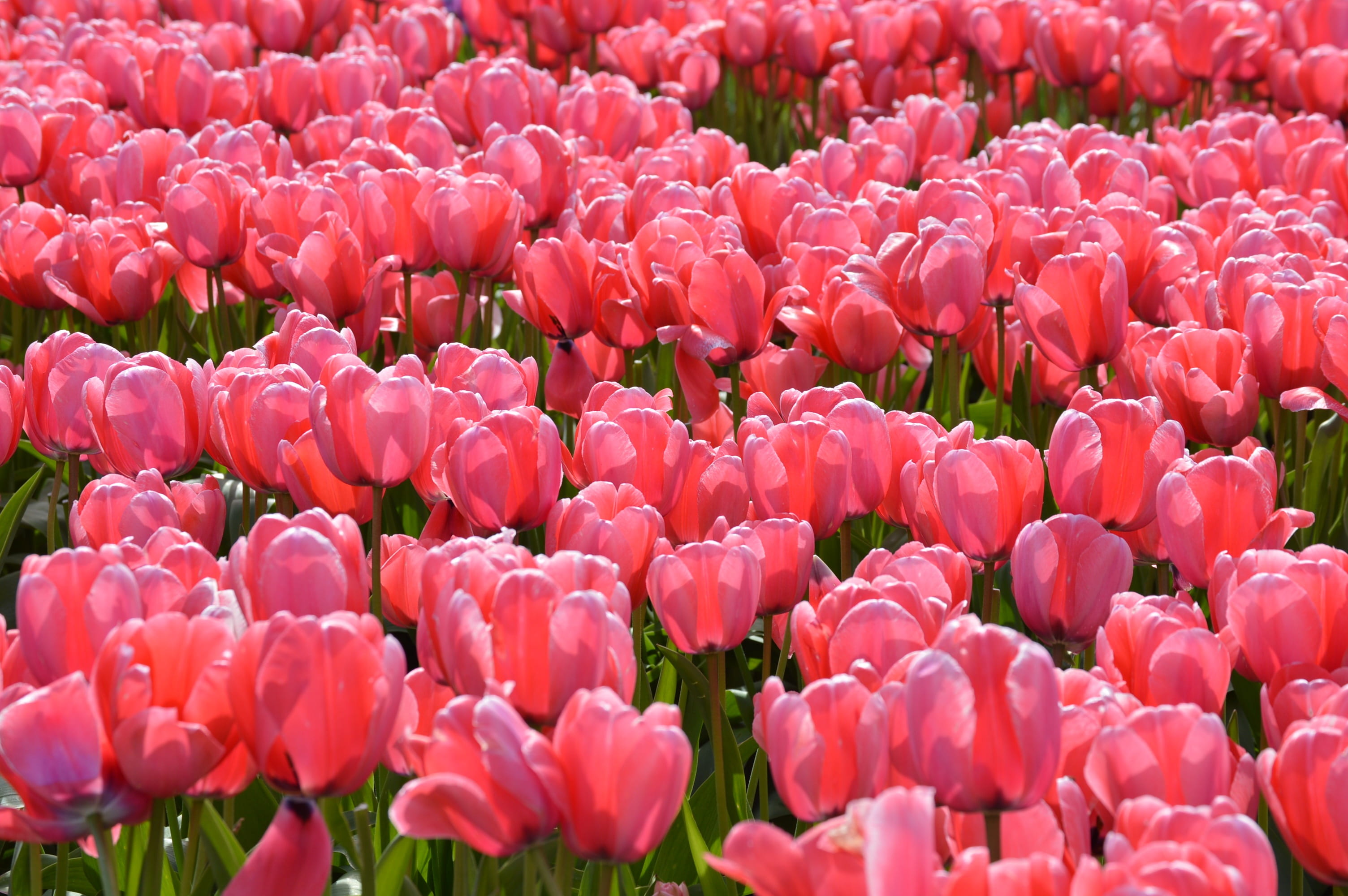 tulips, flora, washington, valley, bloom, gardening, backgrounds, petal, pacific, agriculture, field, 2K, red, purple, outdoors, close-up, nature, stem, HD Wallpaper