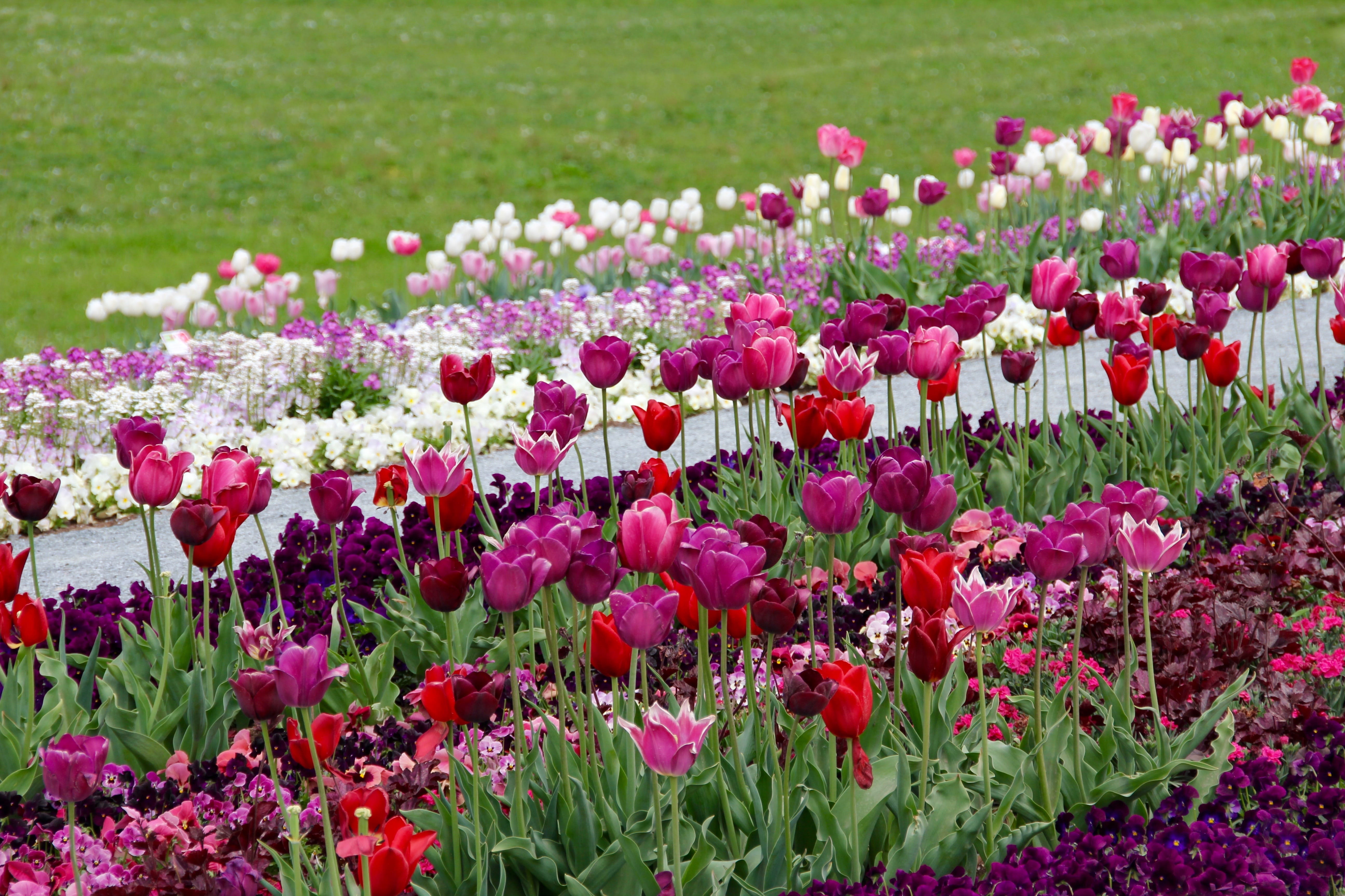 pink color, growth, day, vulnerability, land, flower head, meadow, tulpenzwiebel, gardening, flowering plant, beauty in nature, breeding tulip, white, tulipa, HD Wallpaper