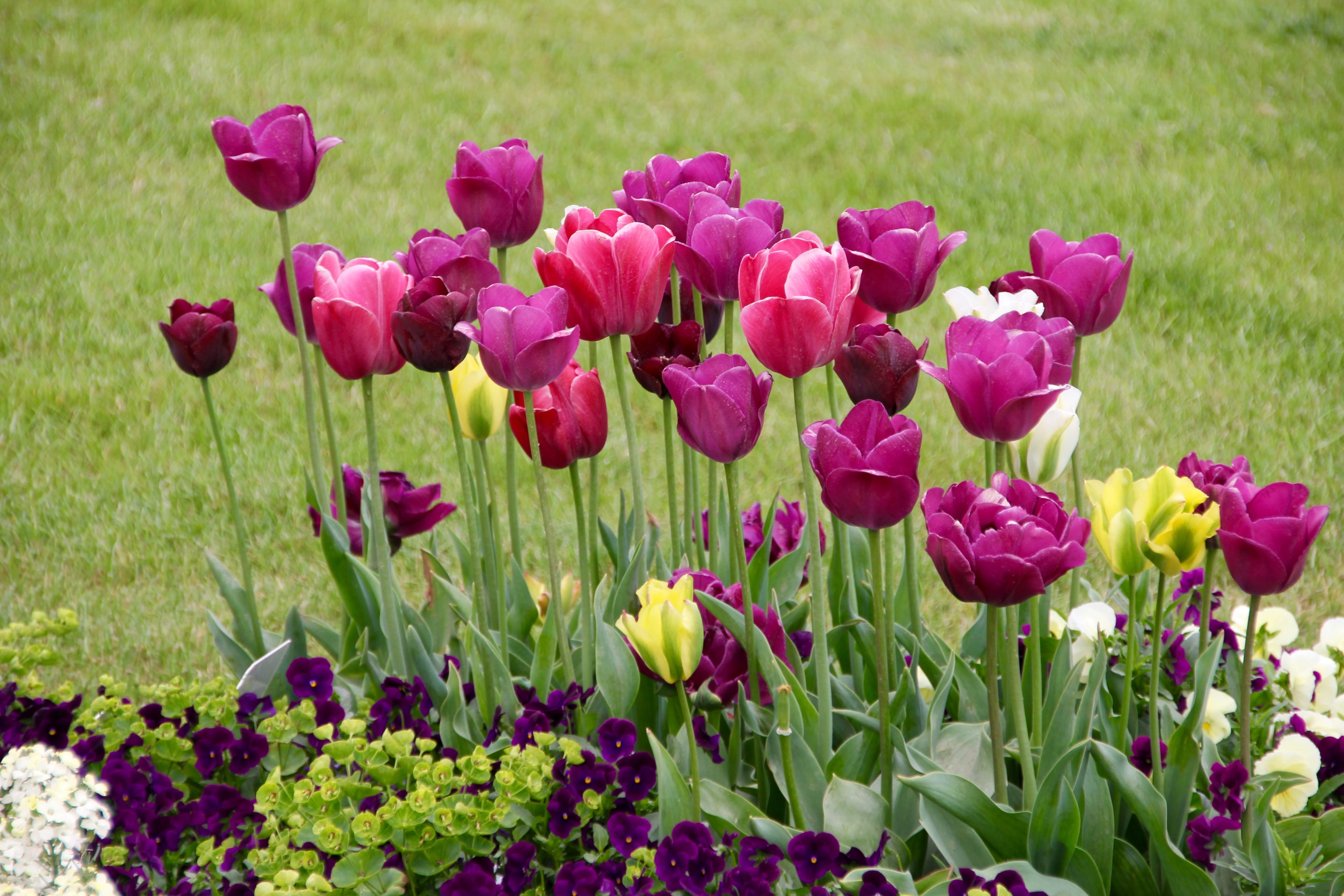growth, springtime, flower, breeding tulip, green color, nature, field, tulip, day, freshness, plant, gardening, flowerbed, meadow, flowering plant, schnittblume, HD Wallpaper