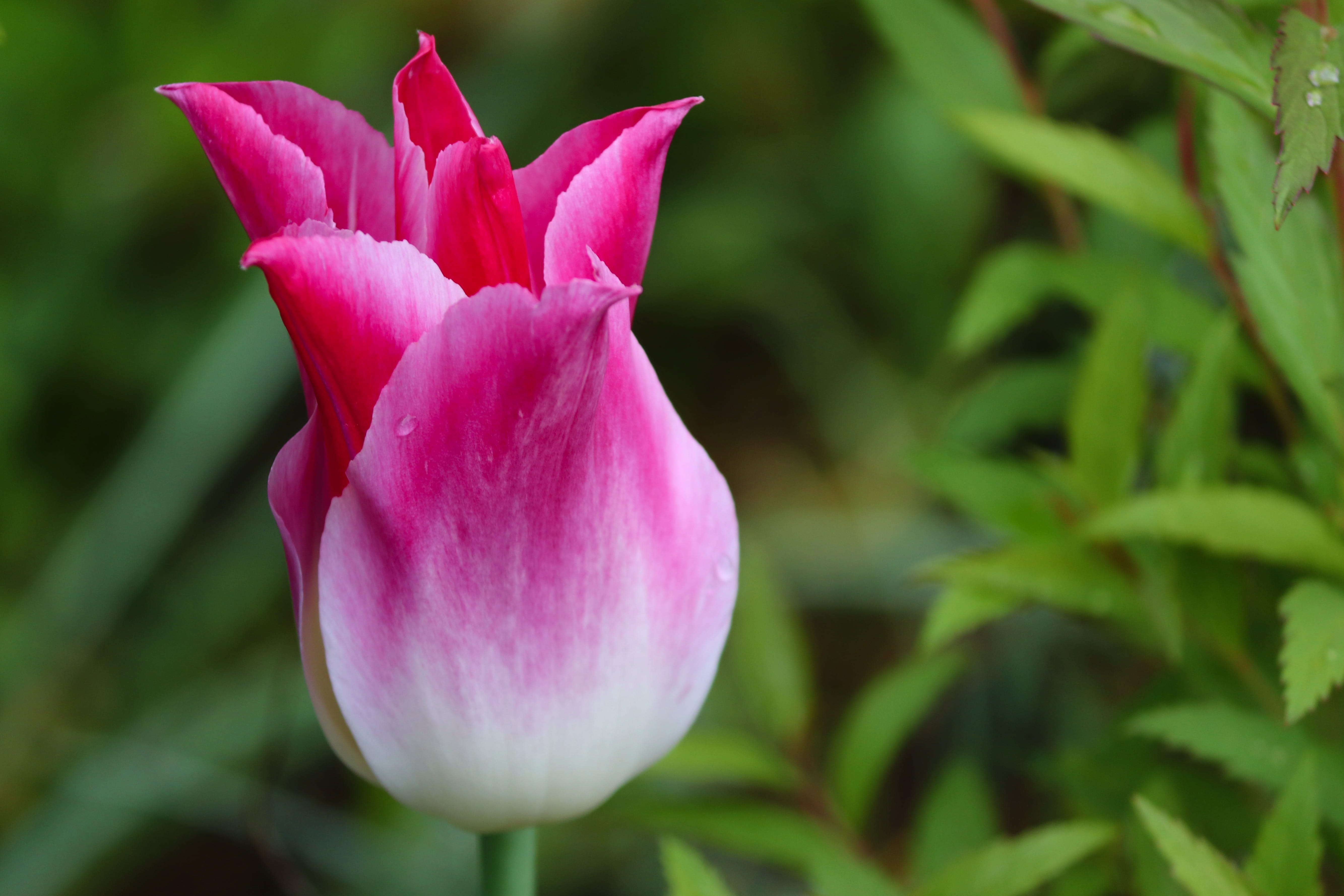 purple, tulipa, tulpenbluete, 5K, green color, no people, cup, petal, nature, mothers day, vulnerability, springtime, inflorescence, close-up, pink, pink color, HD Wallpaper