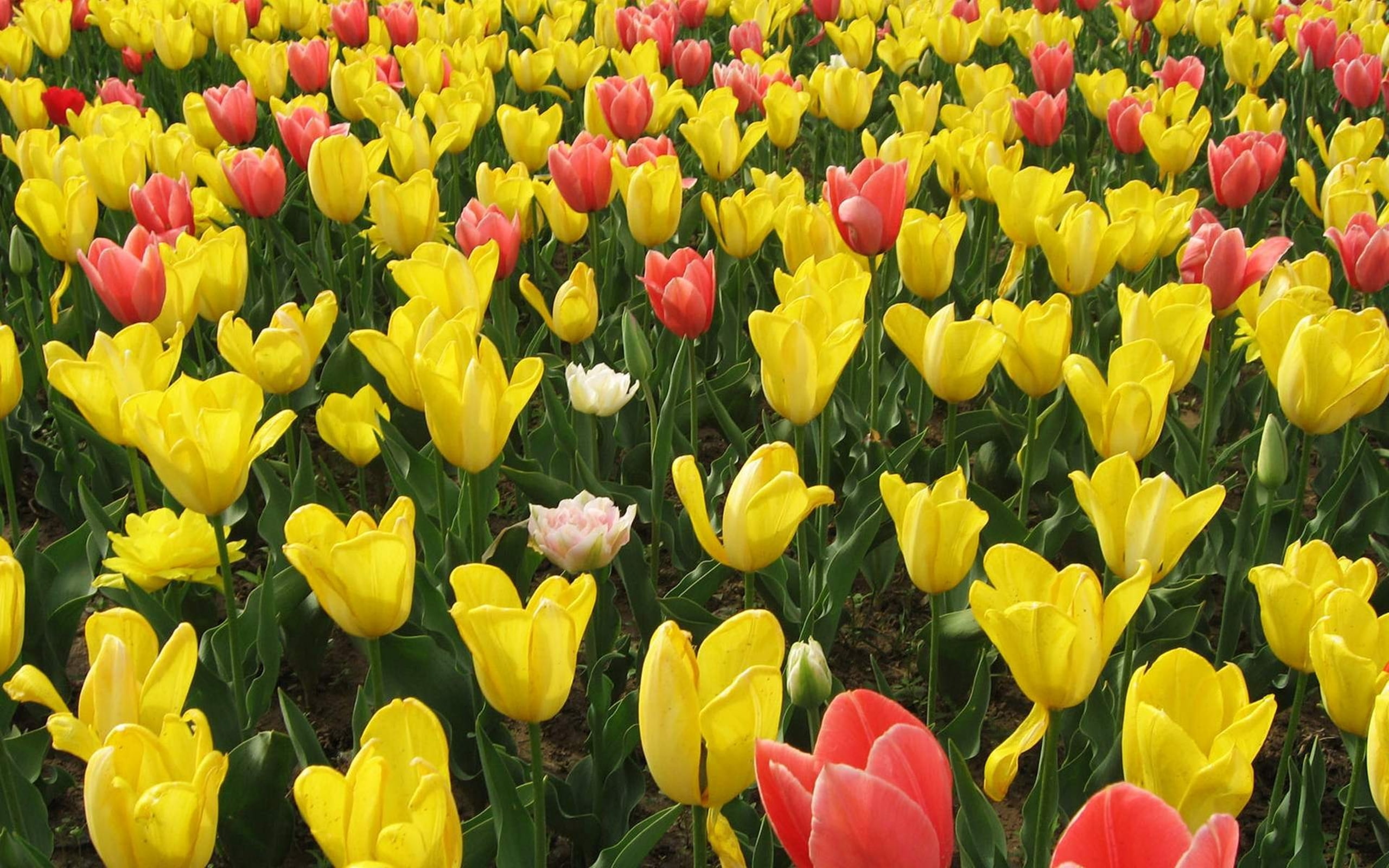 amarelas, de, cabeca, flores, guebra, 2K, tulipas, HD Wallpaper