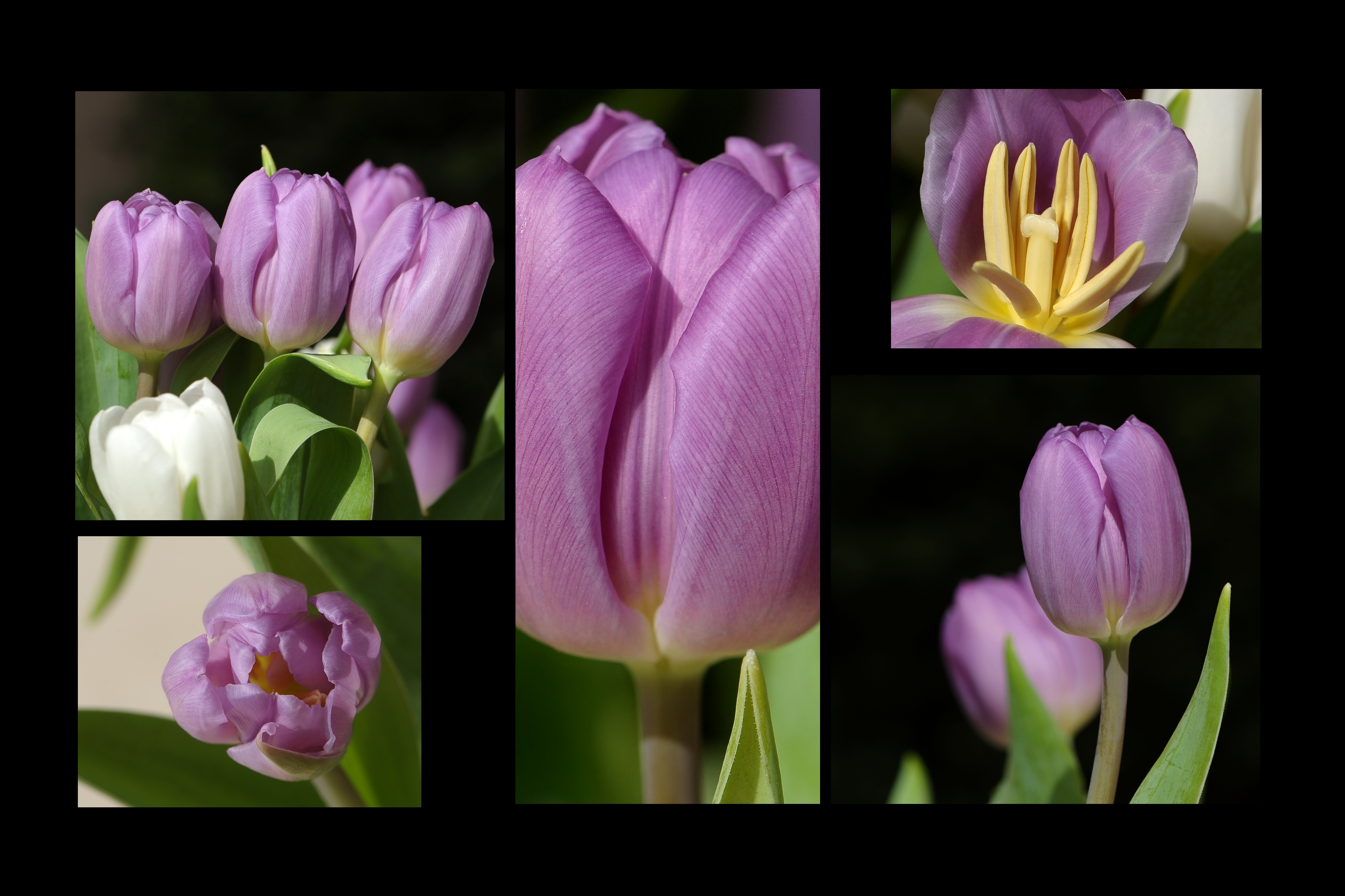 flower arrangement, crocus, freshness, growth, flowering plant, fragility, tulip, plant, flowers, flowers collage, beauty in nature, purple, vulnerability, HD Wallpaper
