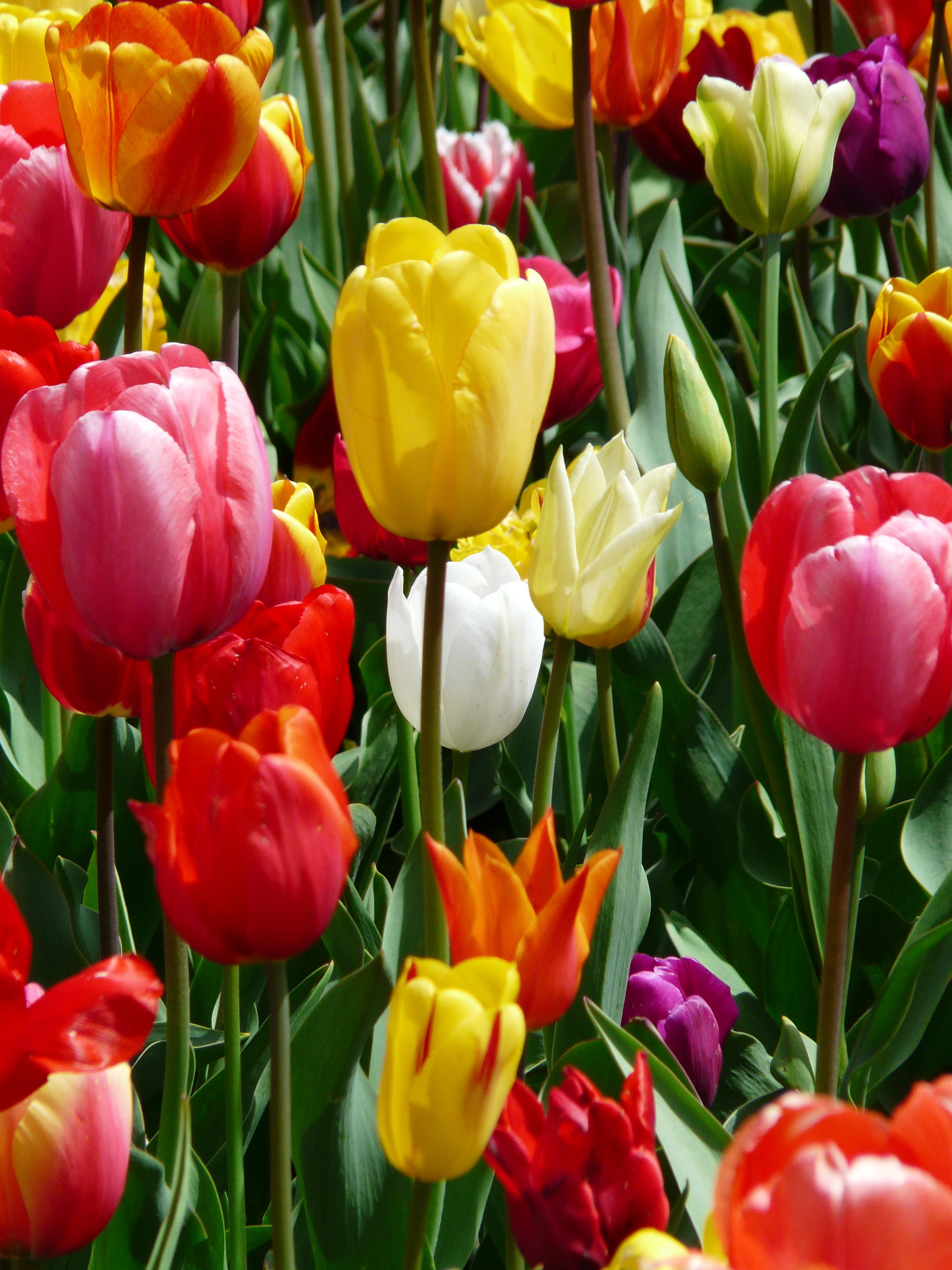 colourful, springtime, multi colored, blossom, vulnerability, fragility, flowerbed, no people, petal, growth, full frame, outdoors, nature, time, tulip, Phone HD Wallpaper