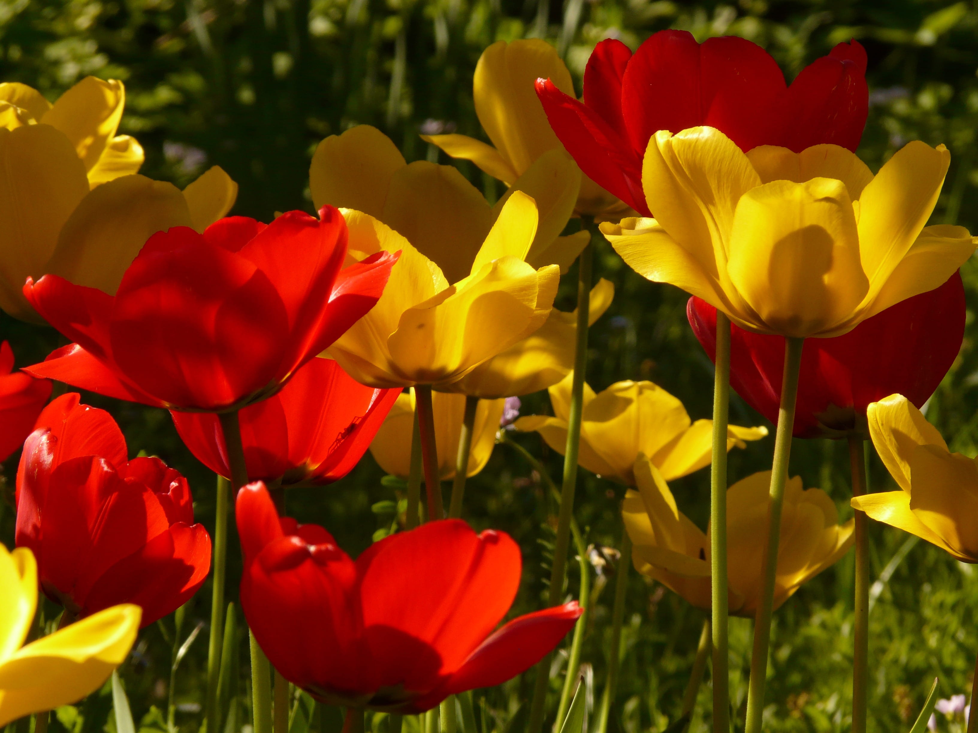 red, flowering plant, plant, flower, blossomed, tulip, flowers, fresh, spring, park, petal, growth, back light, vulnerability, inflorescence, sunny day, HD Wallpaper