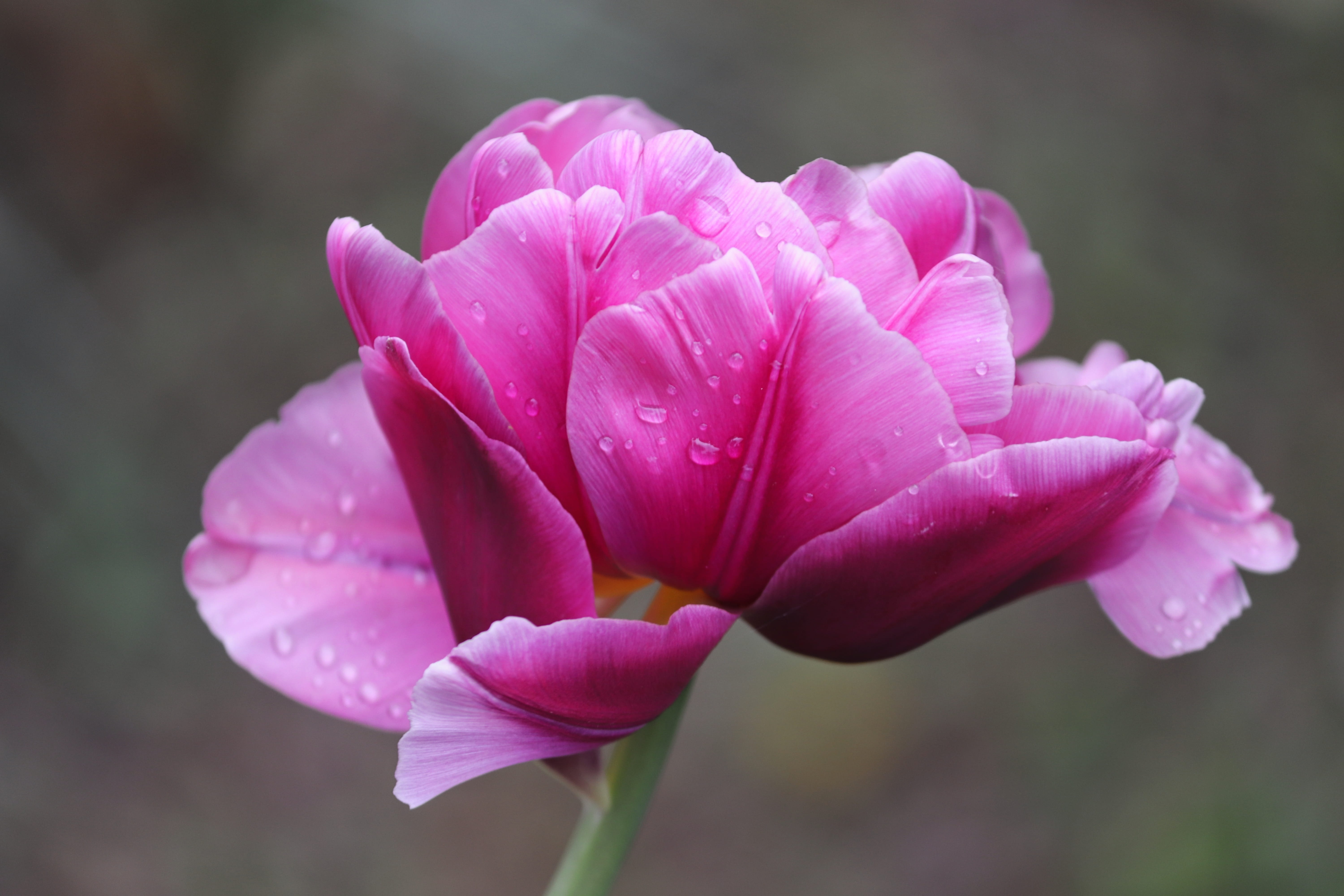 plant, drop of water, close-up, day, petal, flower head, greeting card, garden, no people, mothers day, raindrop, pink color, petals, pink, tulpenbluete, HD Wallpaper