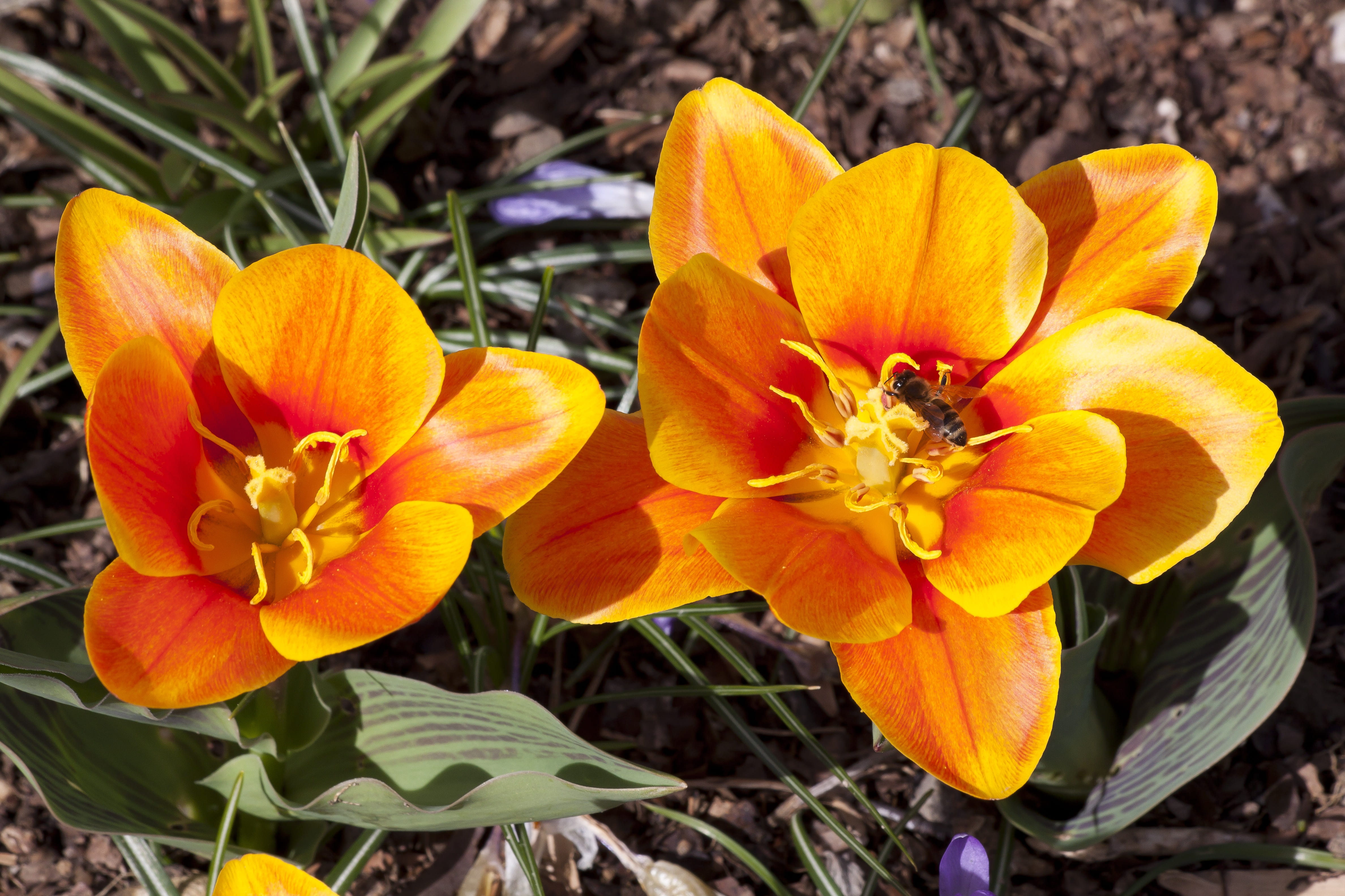 petal, bee, garden, pollen, crocus, close-up, no people, outdoors, nature, field, tulipa kaufmannia, lily family, orange, stamp, inflorescence, flower bracts, HD Wallpaper