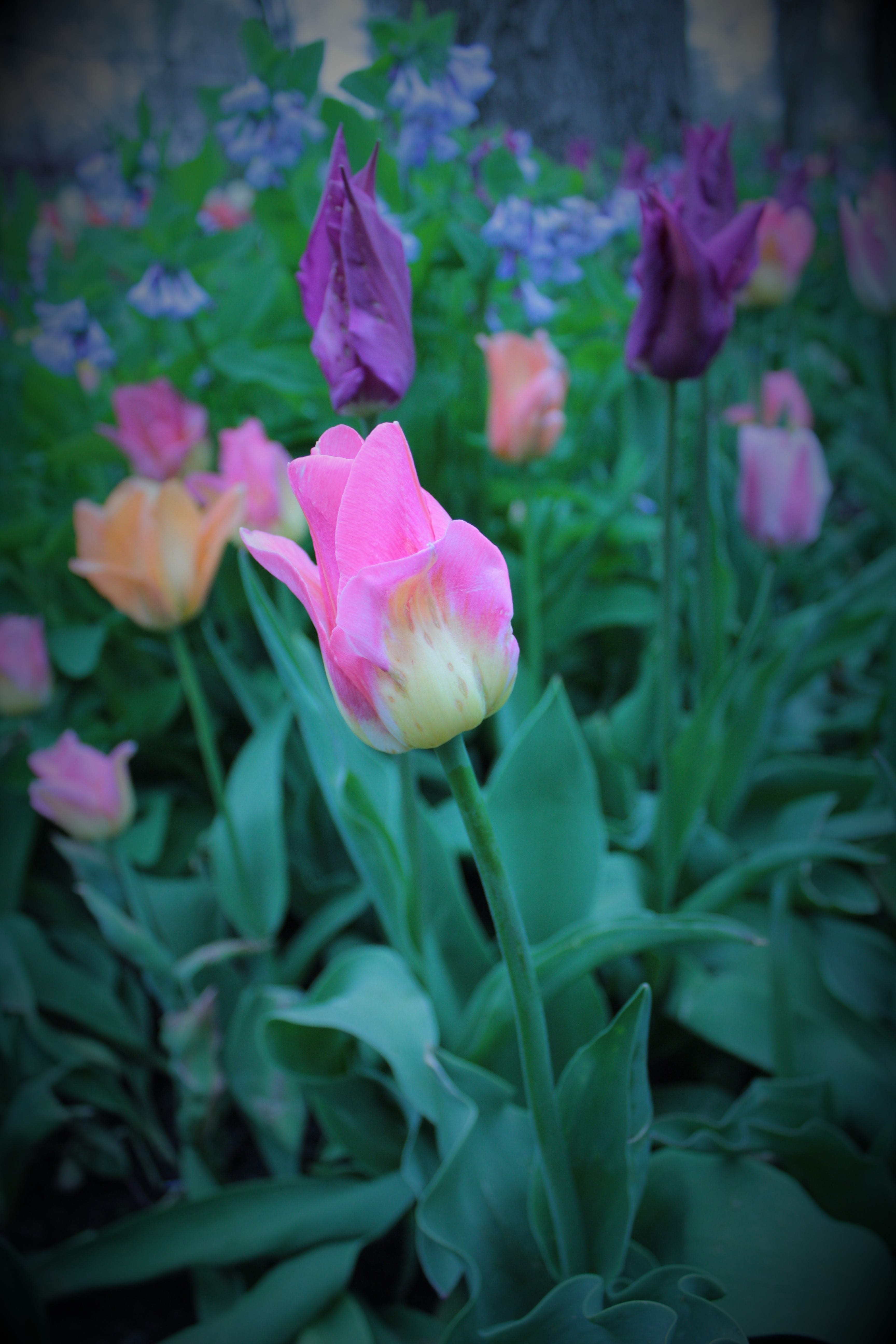 flower head, selective focus, nature, pink color, flowers, 5K, pink, flora, colorful, plant, inflorescence, outdoors, growth, tulipa, flowering plant, Phone HD Wallpaper