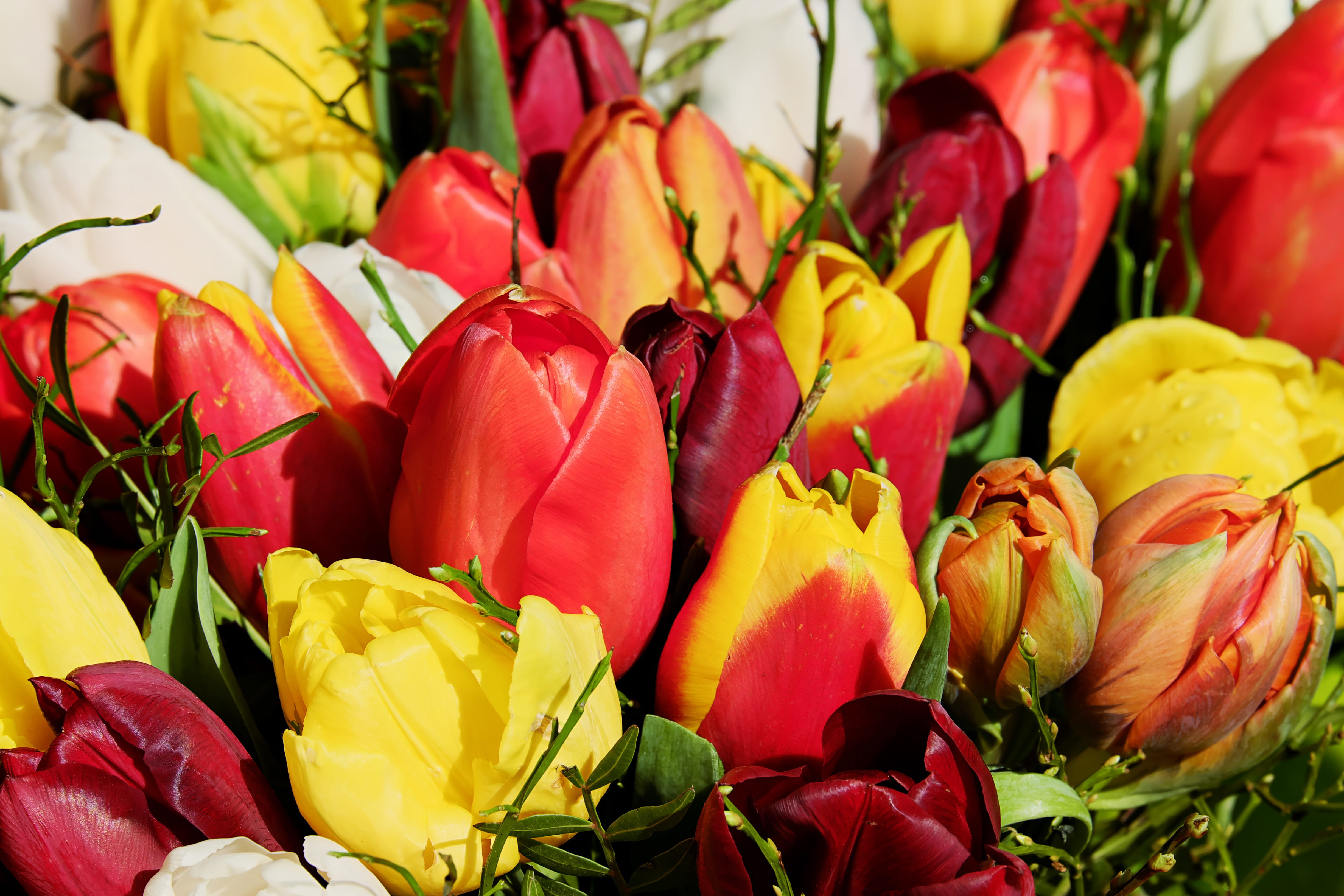 tulip, inflorescence, blossom, schnittblume, bloom, tulips, close, flower, beauty in nature, still life, choice, plant, close-up, multi colored, congratulate, HD Wallpaper