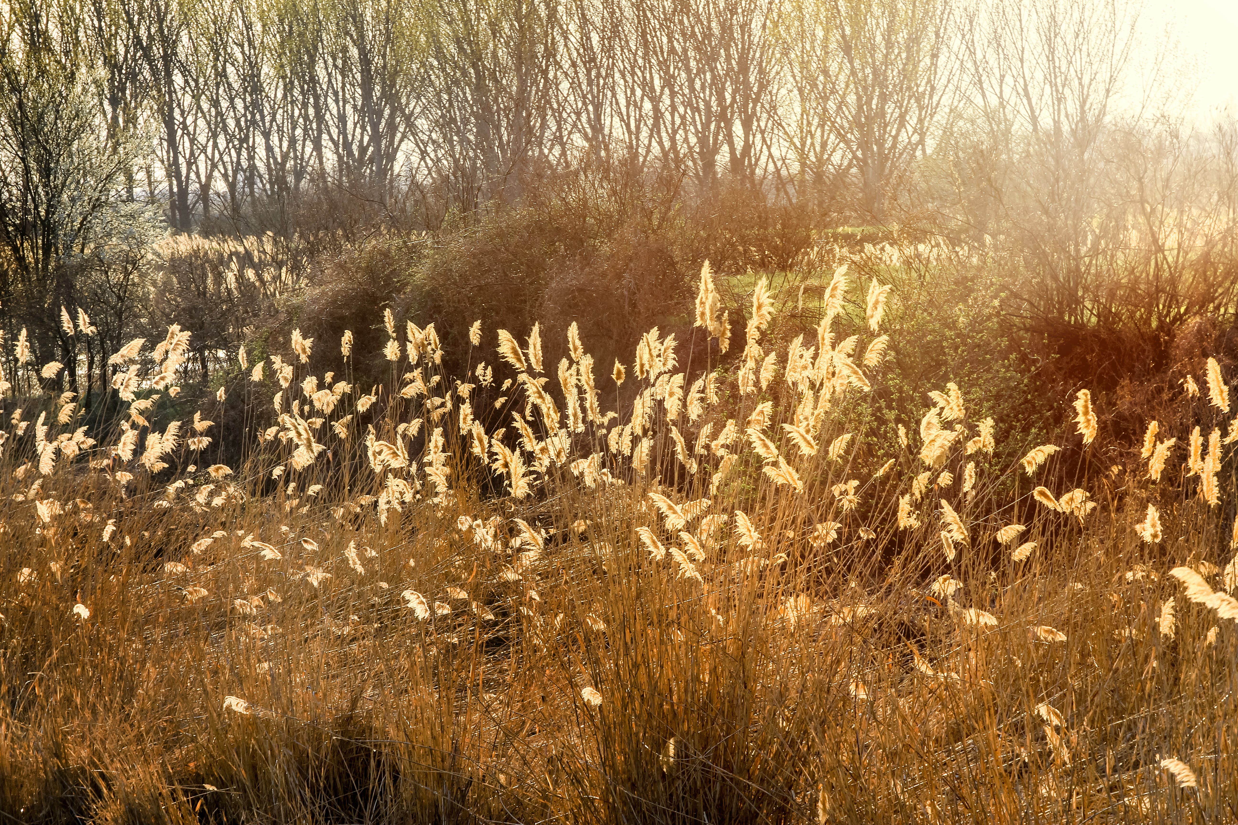 land, grass, bog, non-urban scene, swamp, tranquil scene, 5K, day, plant, tranquility, orange, lawn, beauty in nature, sunrise, sunshine, outdoors, environment, HD Wallpaper