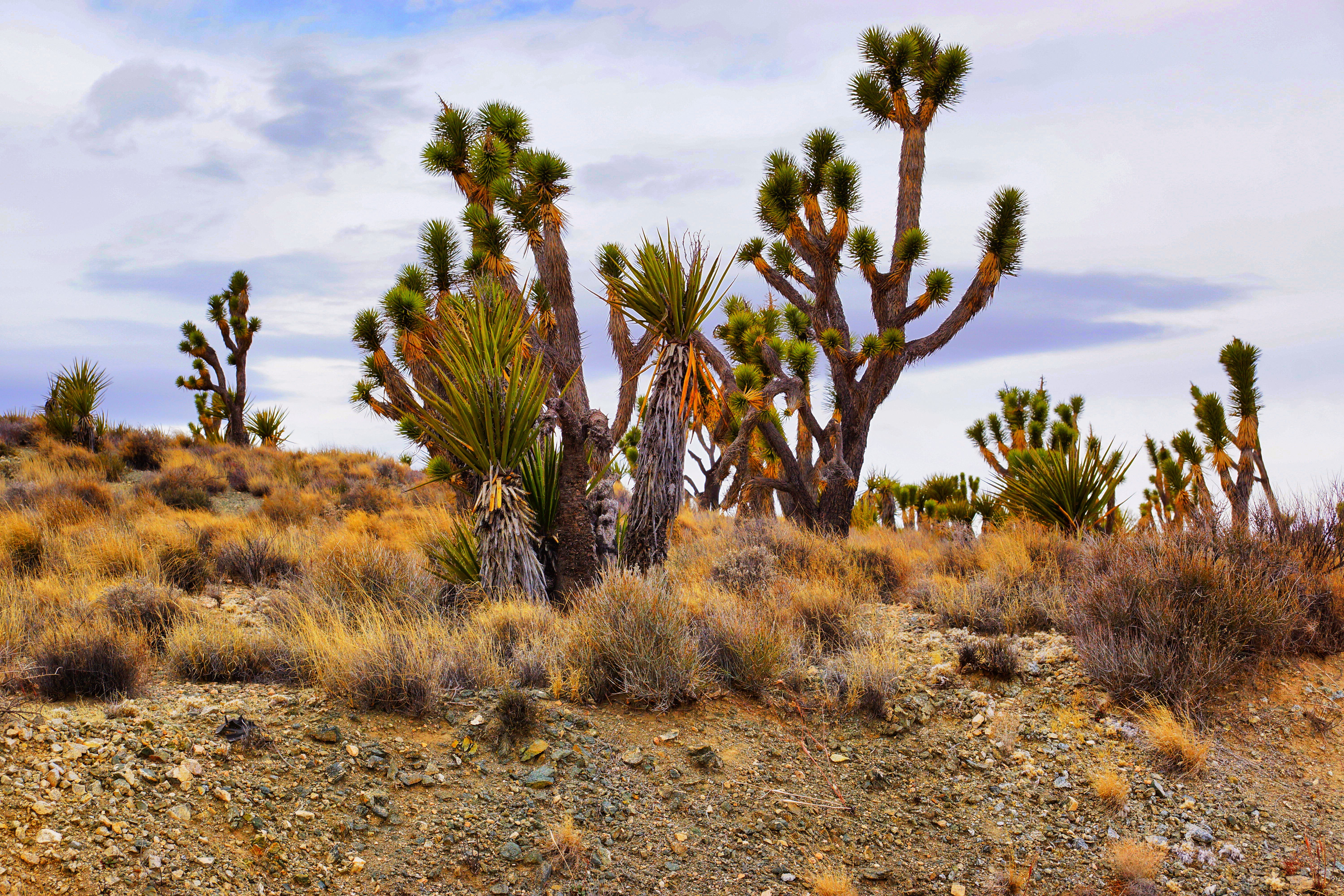 usa, beauty in nature, road trip, desert, cactus, earth, hot, land, outdoors, nature, climate, arid climate, dry, nevada, landscape, scenics - nature, park, HD Wallpaper
