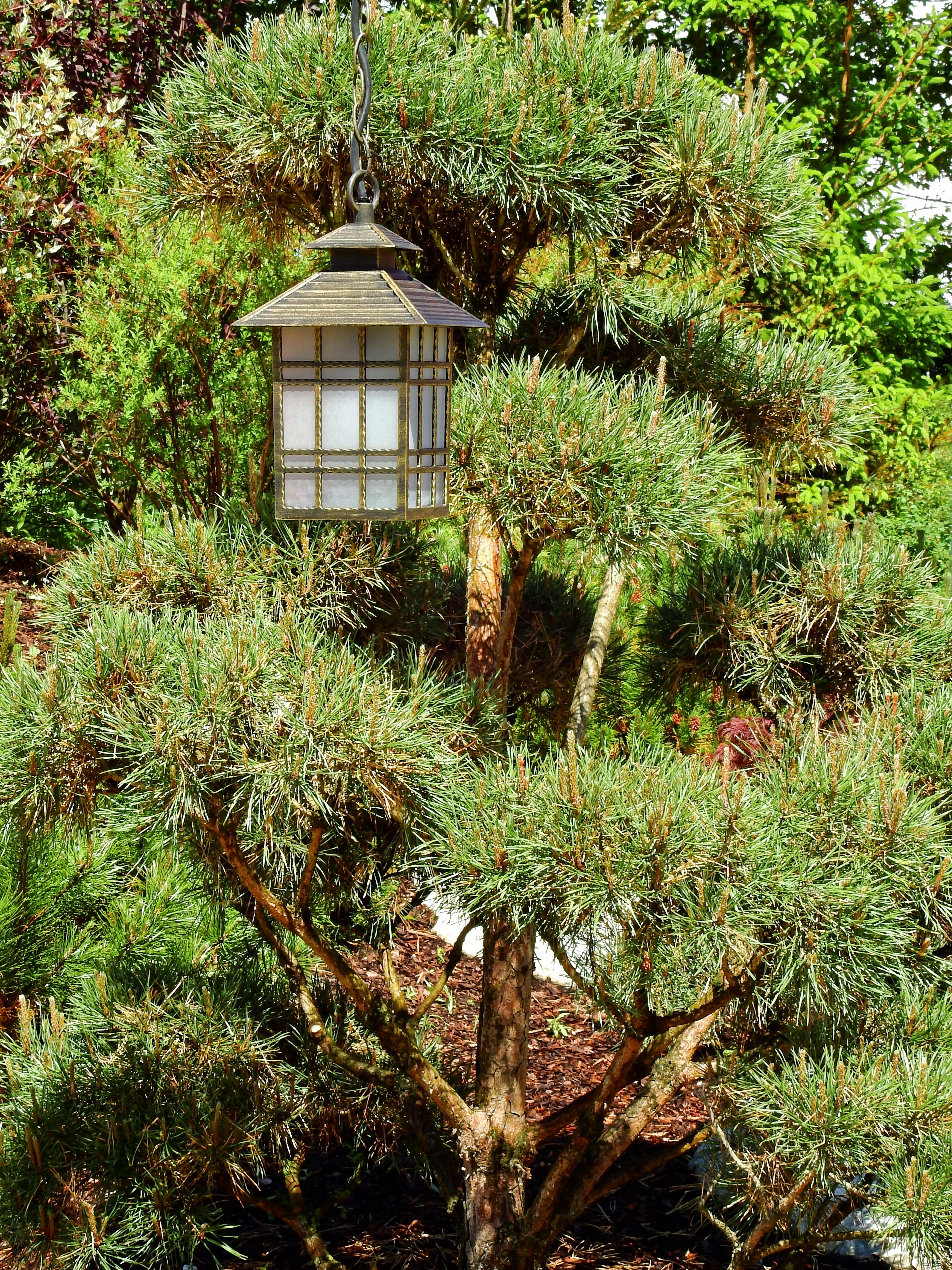 land, stone garden, built structure, no people, field, tranquility, green color, bonsai, grass, garden japanese garden, overgrown, lamp, stone, growth, Phone HD Wallpaper