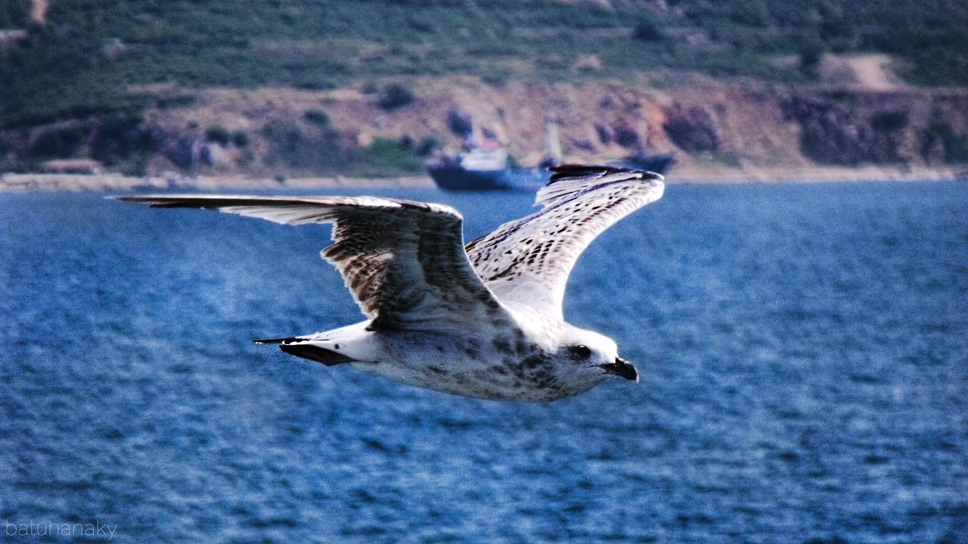 animals, photography, ocean, water, 1080P, fly, animal, bird, HD Wallpaper