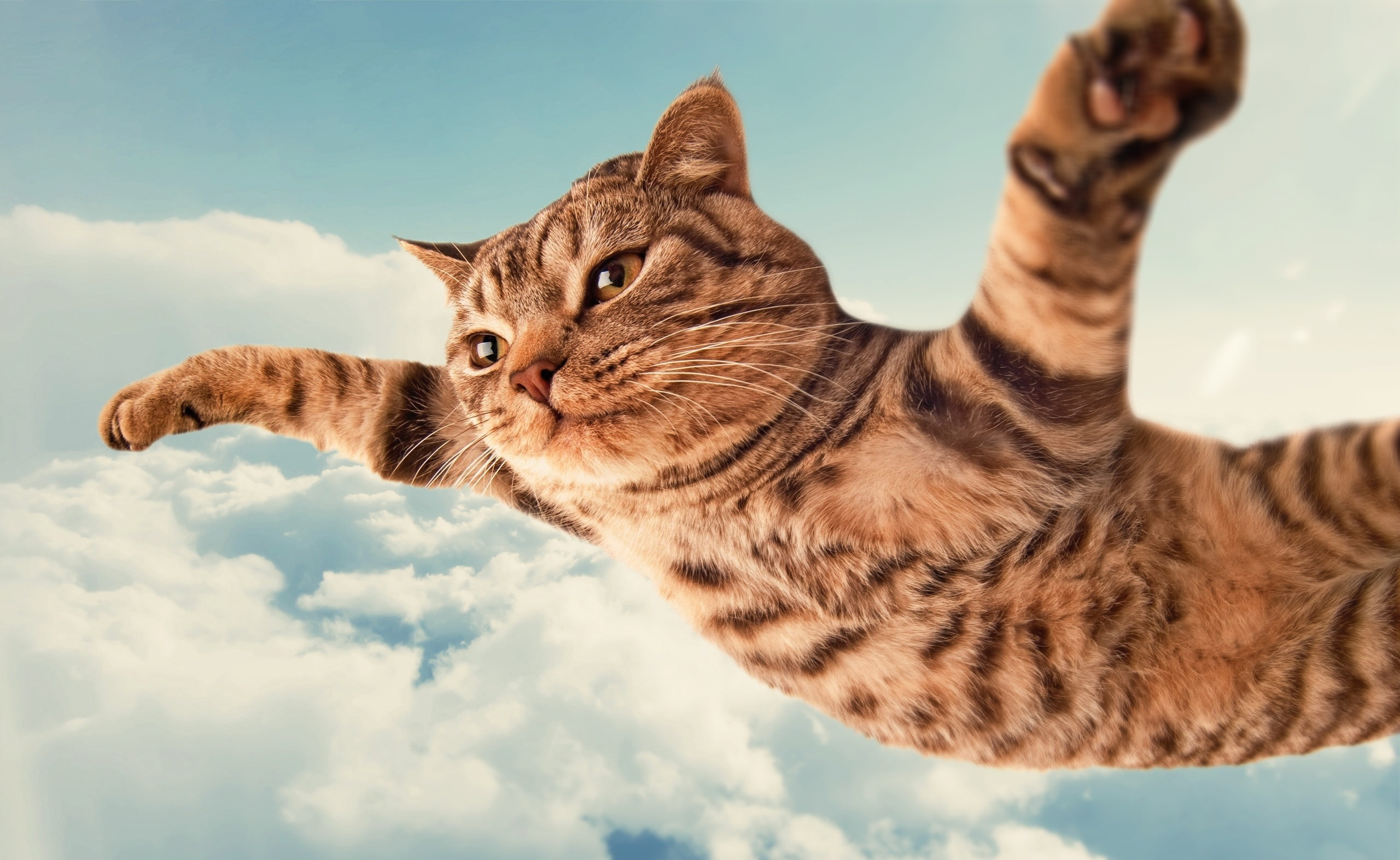 domestic, day, Funny, low angle view, no people, hd, close-up, vertebrate, can, fly, focus on foreground, animal themes, mammal, gray, animal eye, feline, HD Wallpaper