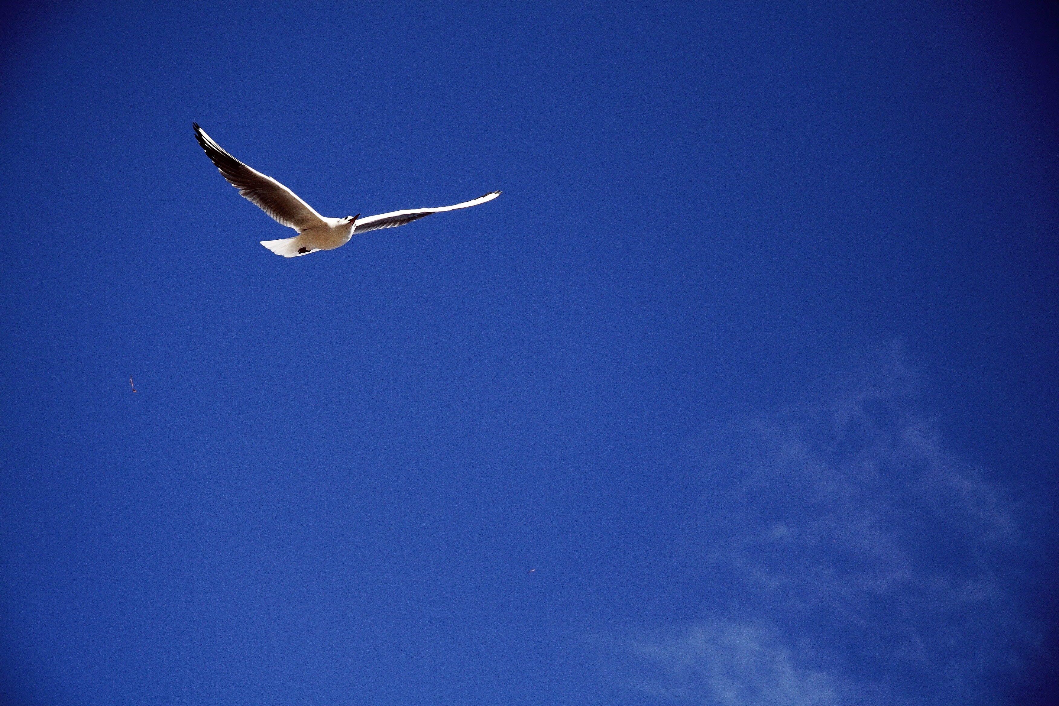 animal themes, no people, Flight, 2K, bird, flying, animal, clear sky, day, sky, low angle view, blue, Tabitha, spread wings, vertebrate, nature, mid-air, HD Wallpaper