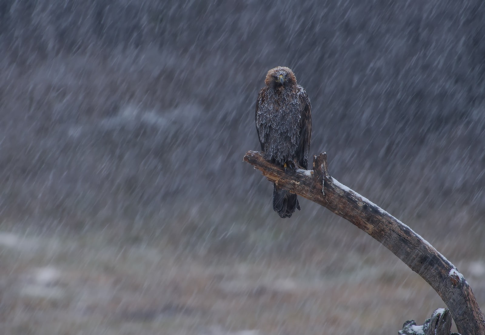 birds, one animal, day, animal themes, 720P, winter, eagle, rainy season, nature, no people, motion, water, animal wildlife, black, vertebrate, outdoors, HD Wallpaper