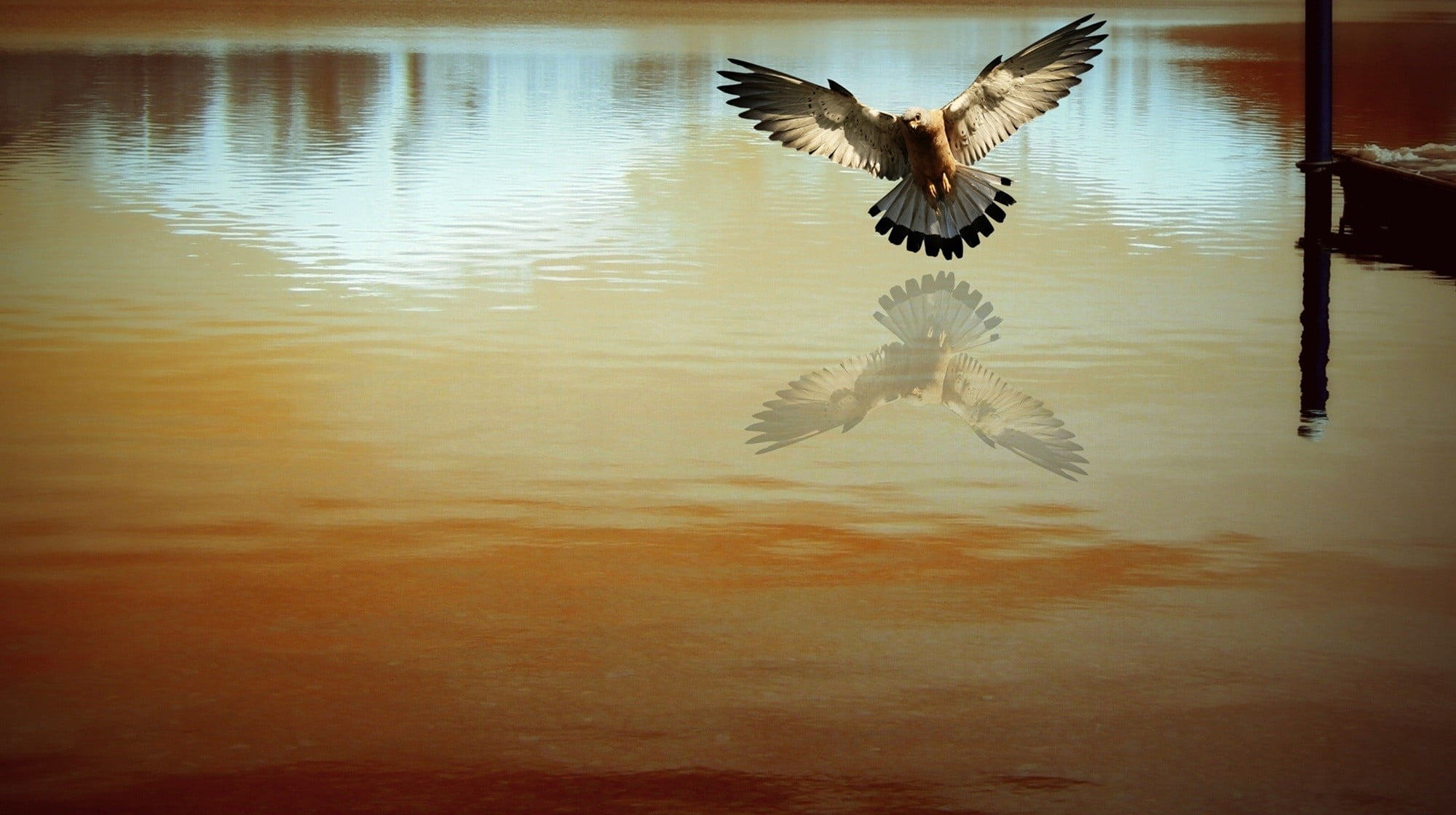 bird, no people, 1080P, water, mid-air, lake, reflection, spread wings, day, photo manipulation, vertebrate, flying, photography, nature, black, birds, HD Wallpaper
