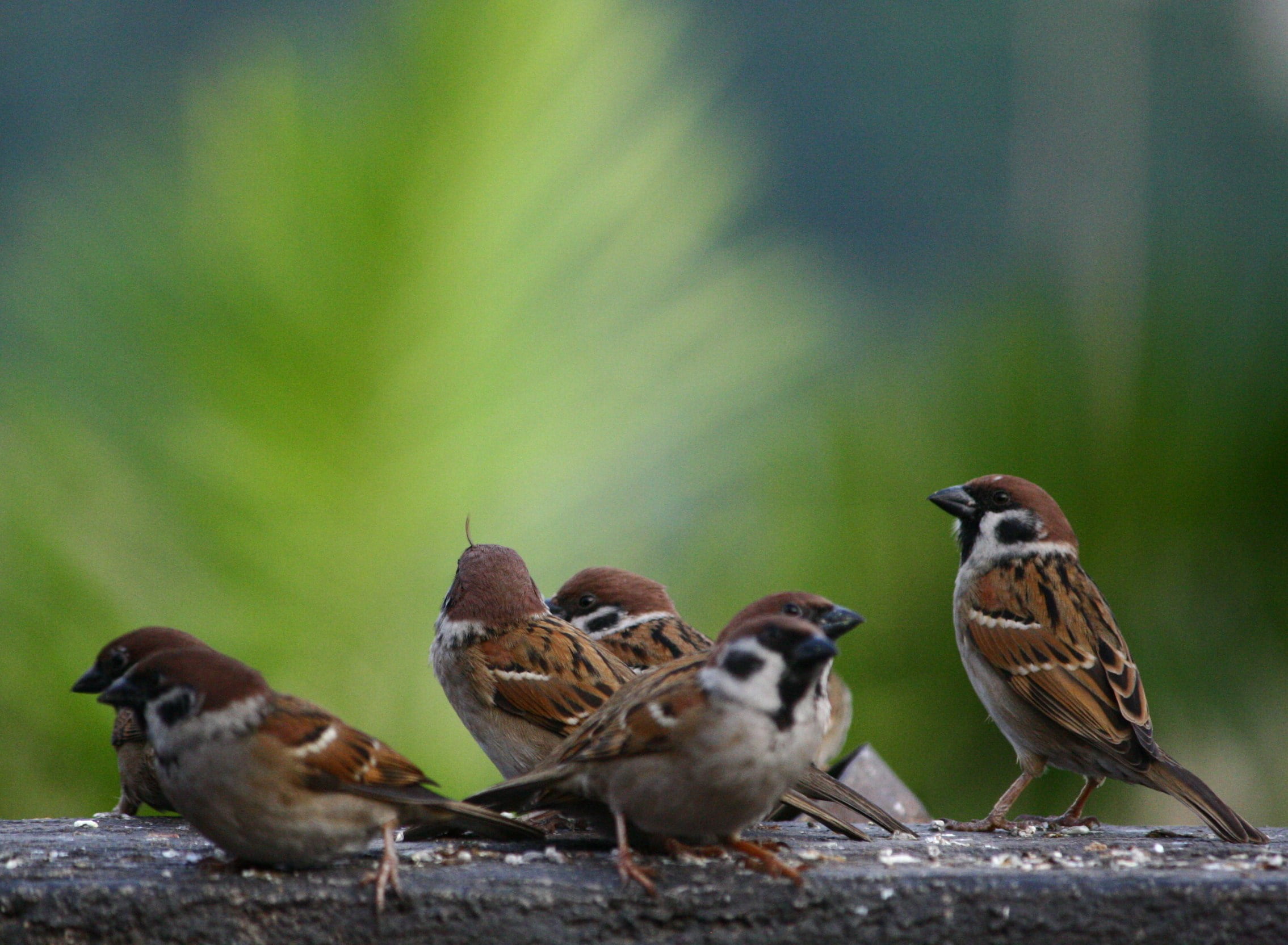 1080P, wildlife, creative_commons, Wish I, outdoors, photography, selective focus, Bird, Shot, daytime, selective, I Wish, focus, mosaic, animal, seven, HD Wallpaper