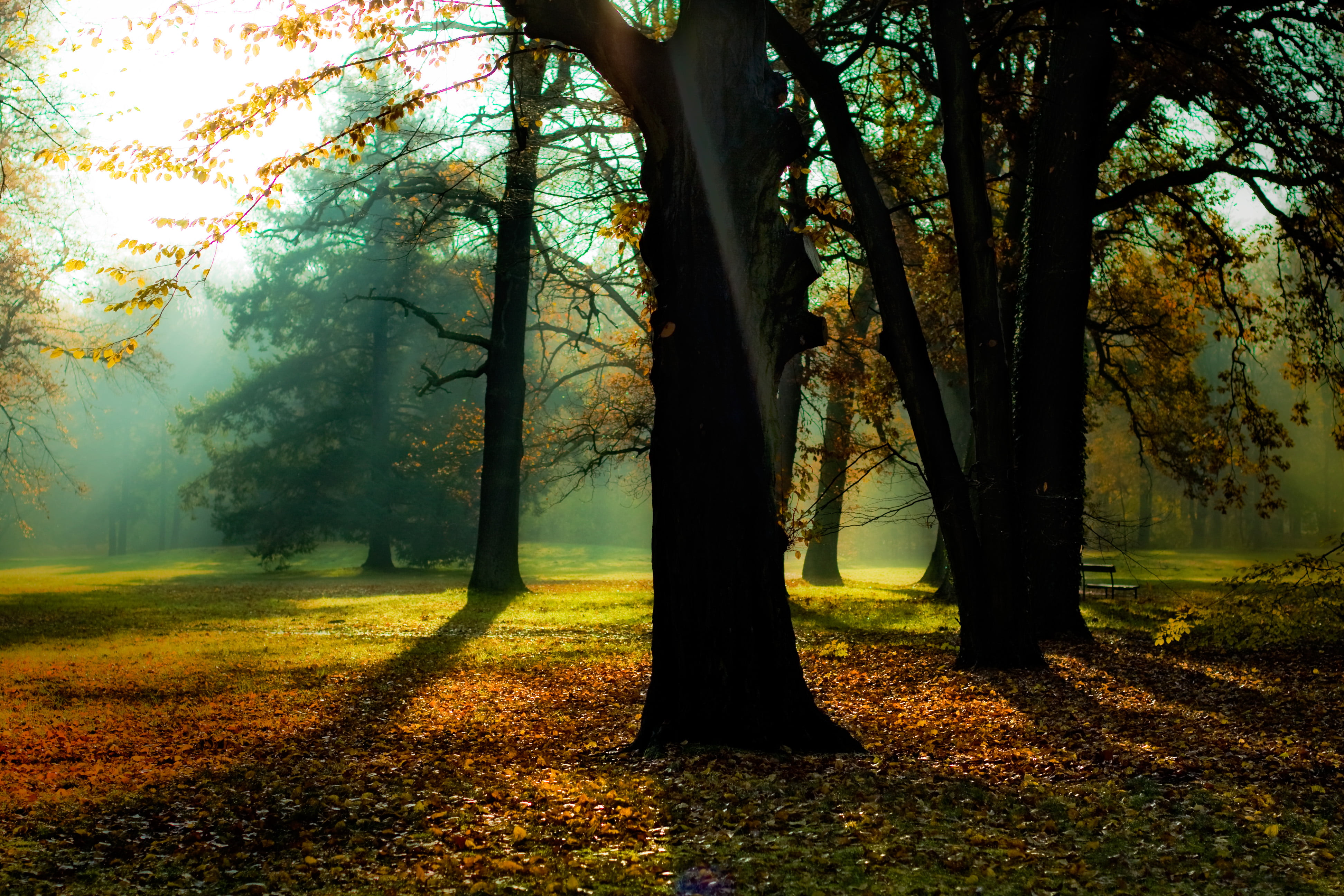 tree, silhouette, nebel, landscape, prime, Canon EF, creative_commons, beside, sunlight, woodland, yellow, branch, season, fog, dunst, leaf, fall, autumn, HD Wallpaper