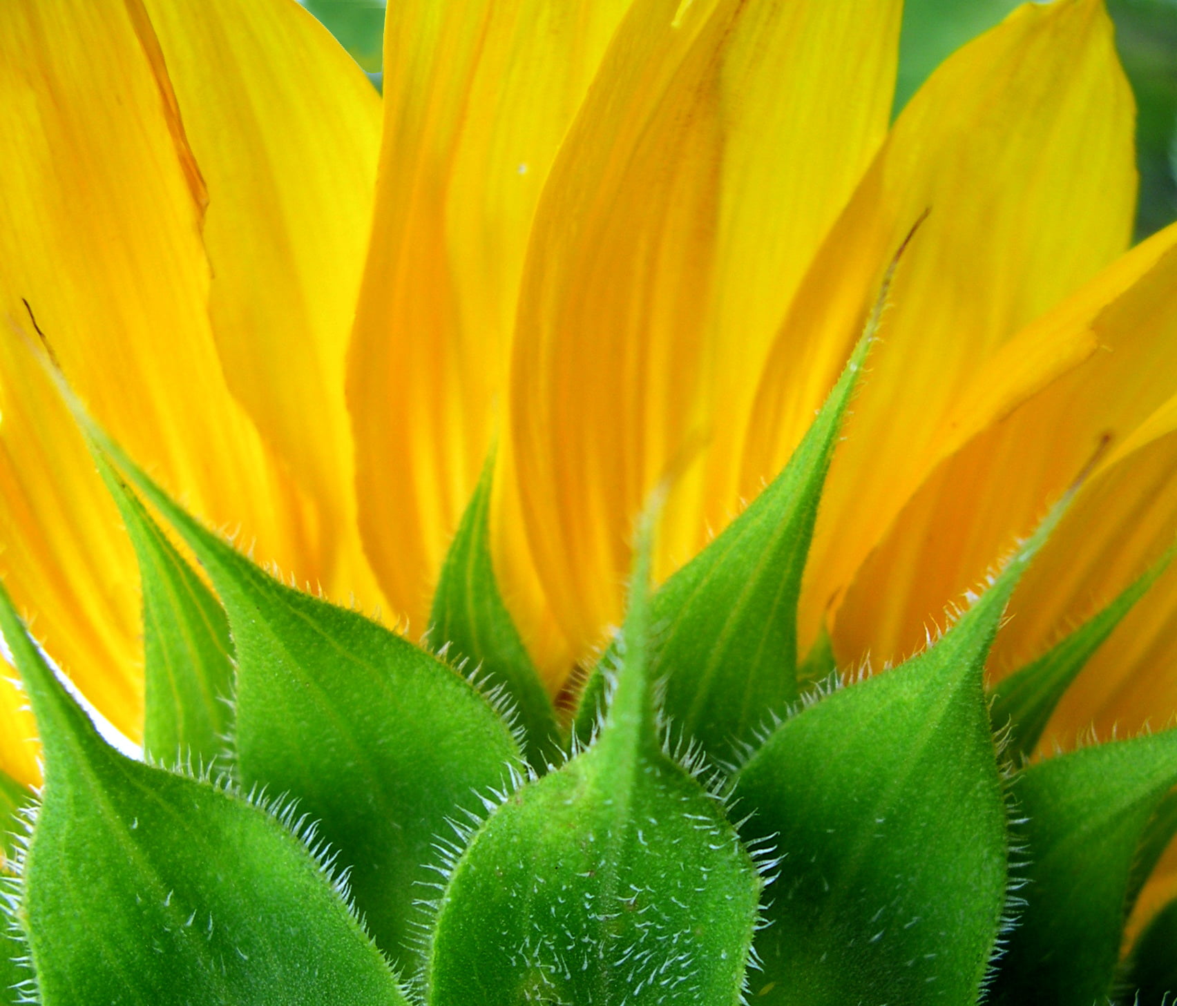 yellow, sunflower, creative_commons, photo, close, flower, green Color, nature, 720P, plant, top, wow, green, f25, arboretum, leaf, close-up, lexington, HD Wallpaper