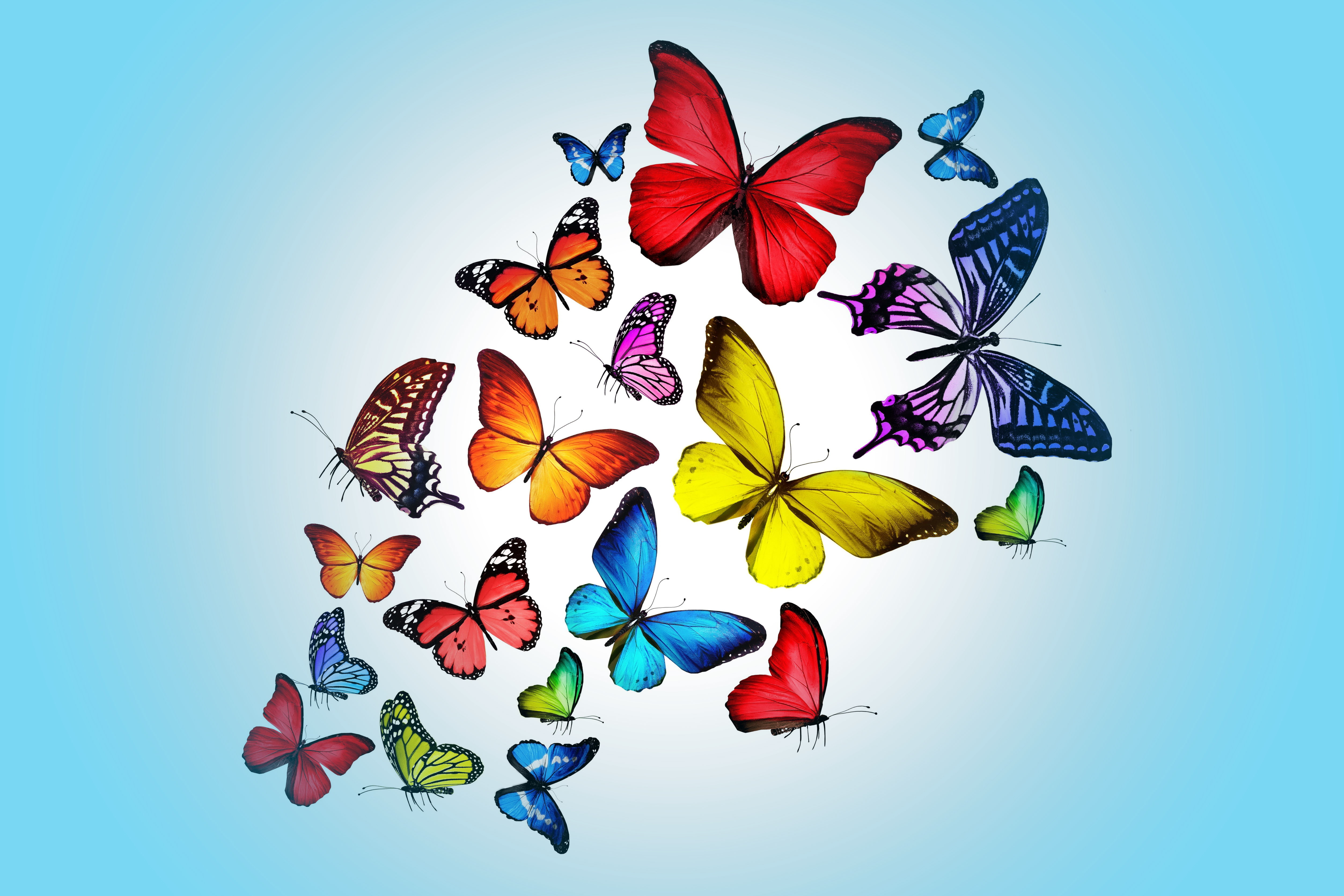 butterfly, 4K, butterflies, backgrounds, abstract, pattern, beauty In Nature, representation, springtime, colors, flying, leaf, animal representation, HD Wallpaper