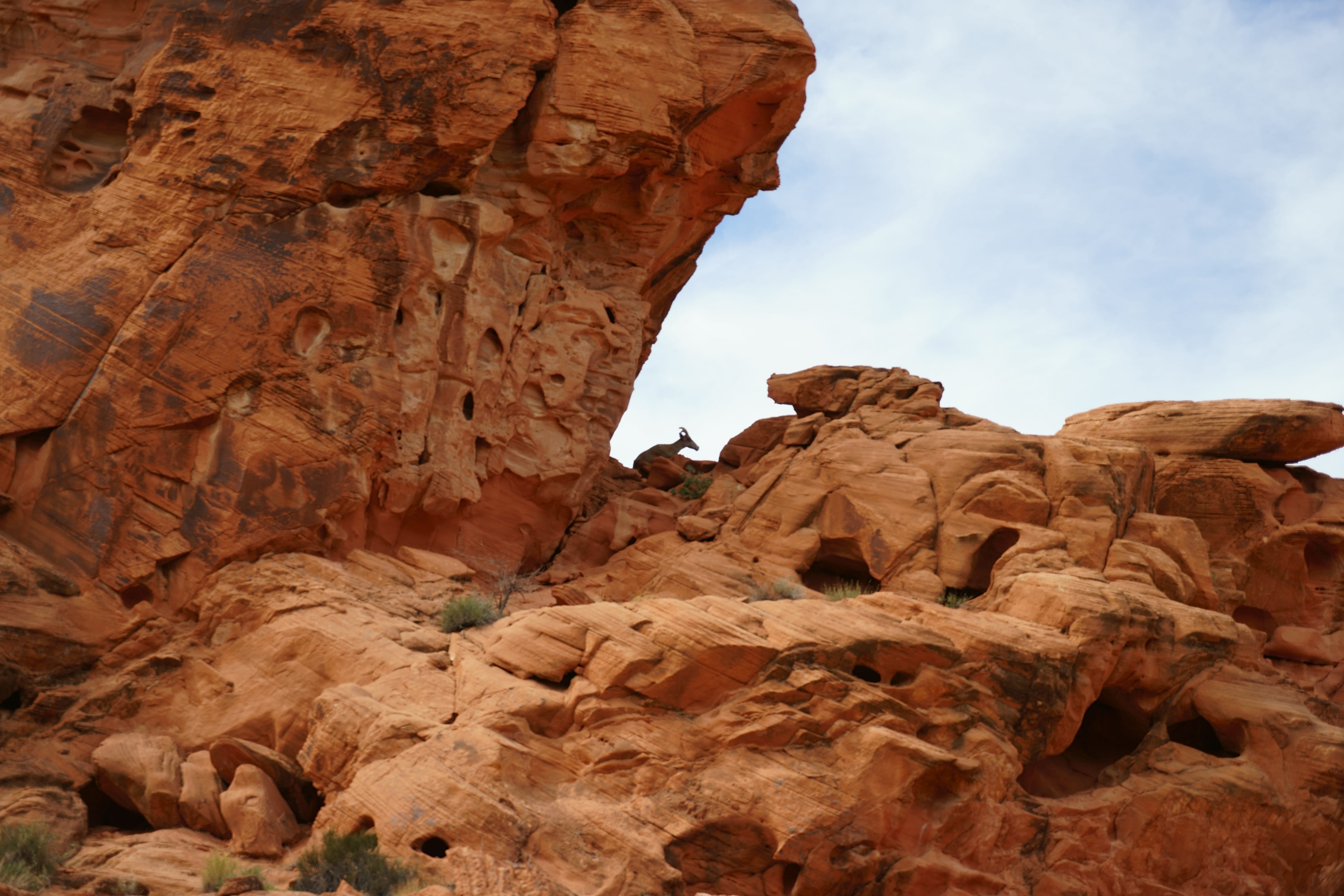 tranquil scene, canyon, outdoors, rock formation, travel, animal, nature, moapa valley, travel destinations, tranquility, 5K, formation, united states, HD Wallpaper