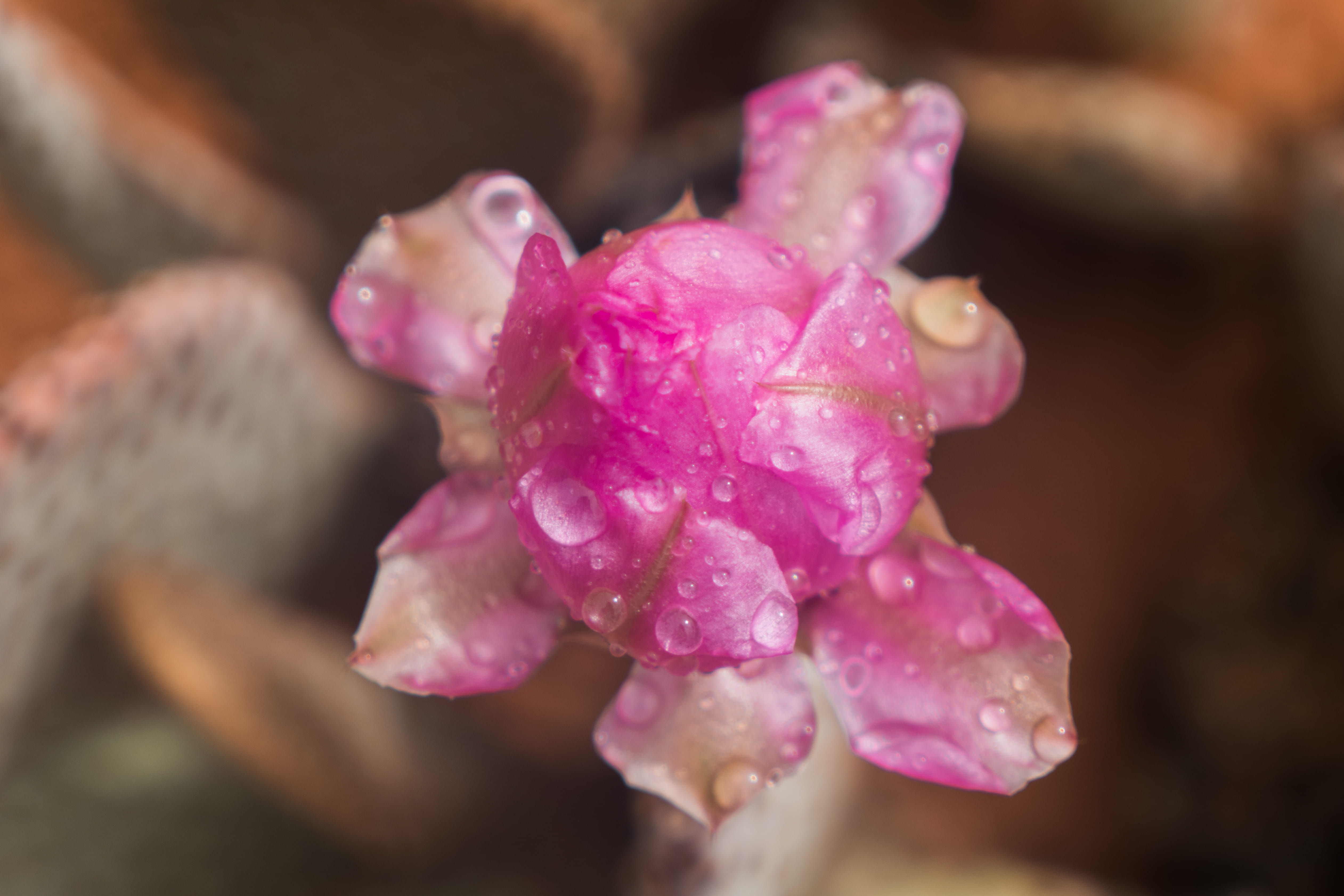 growth, valley of fire state park, selective focus, outdoors, purple, fragility, no people, inflorescence, flower head, wet, freshness, water, beauty in nature, HD Wallpaper
