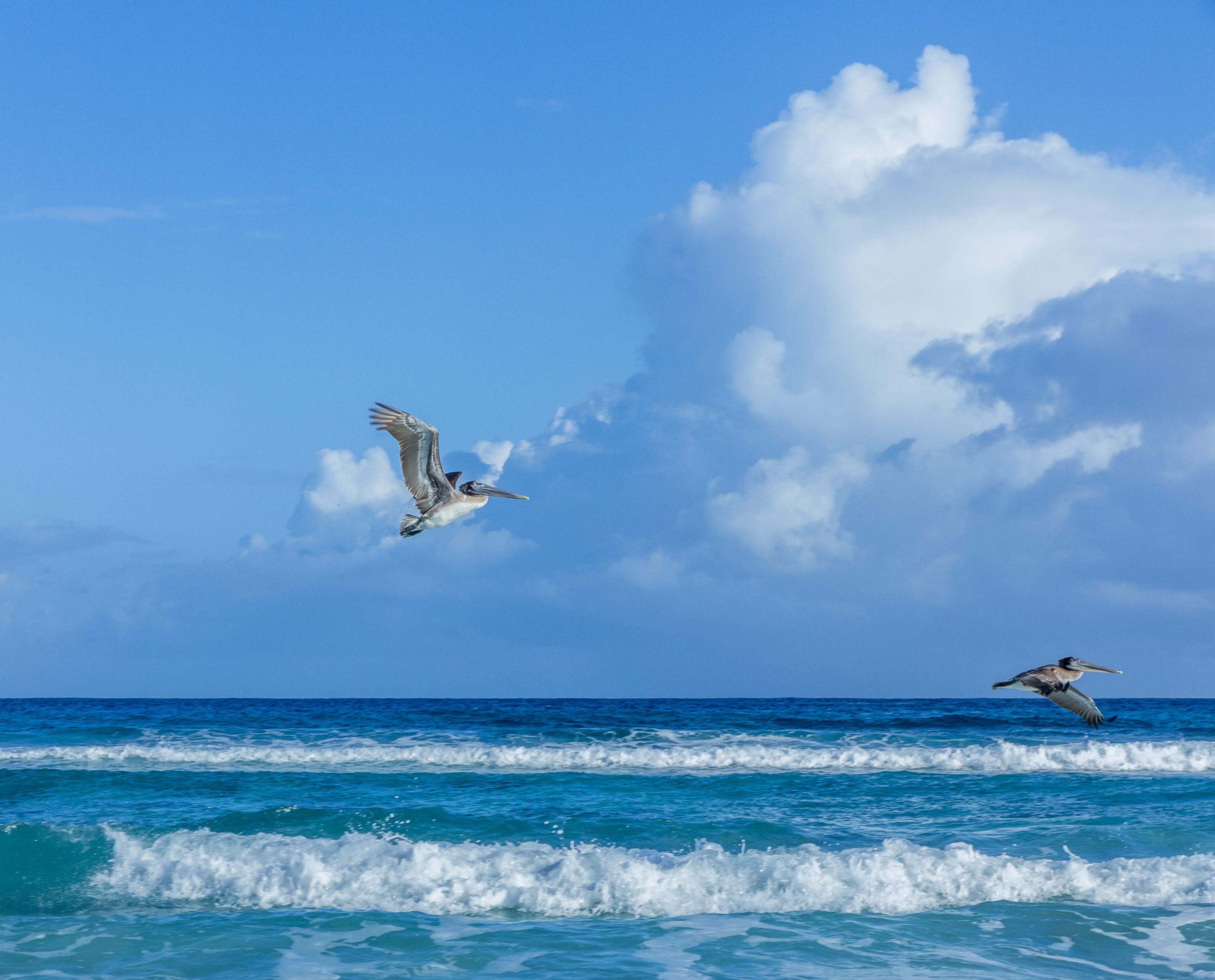 sky, sea, scenics - nature, gran caribe club karey, mid-air, horizon over water, outdoors, blue, pelican, turquoise colored, nature, animals in the wild, HD Wallpaper