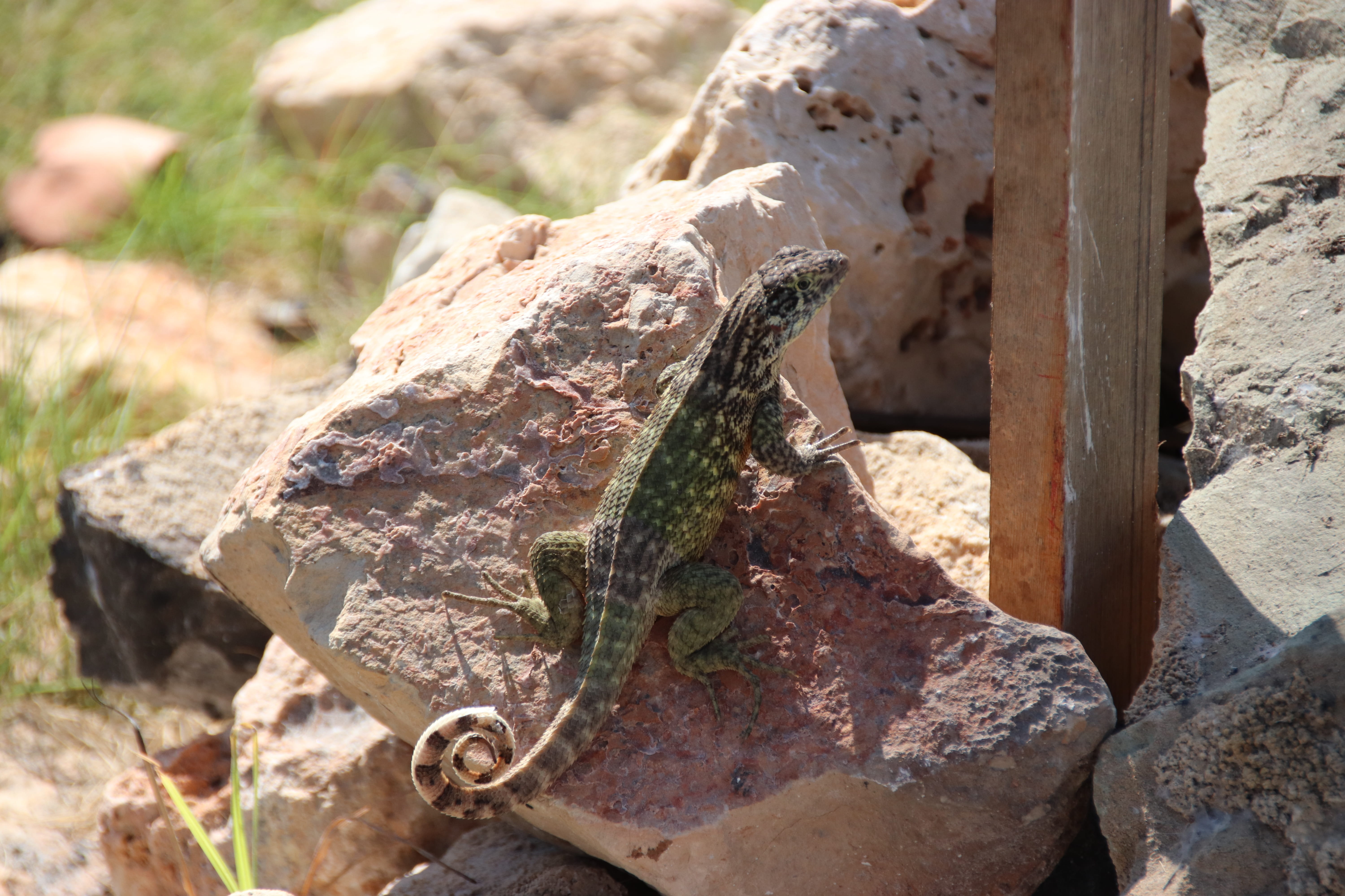 don t been, lizard pig, nature, outdoors, lizard, tree, 5K, exotic, solid, field, varadero, land, reptile, plant, rock - object, selective focus, do cuba, HD Wallpaper