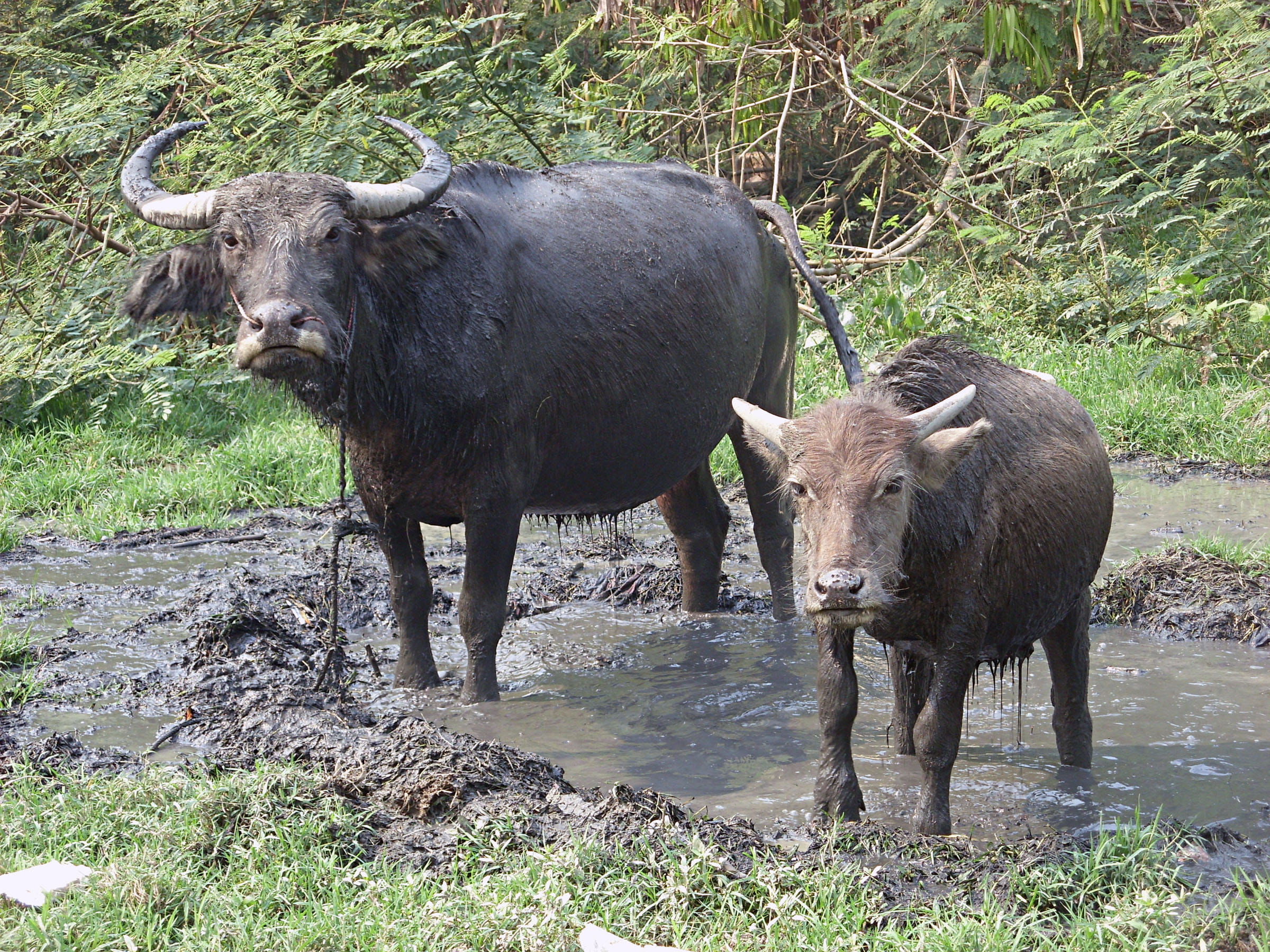 bubalis, water, horned, outdoors, vertebrate, animal, animal wildlife, water buffalo, no people, mammal, field, 1080P, standing, calf, animals in the wild, HD Wallpaper