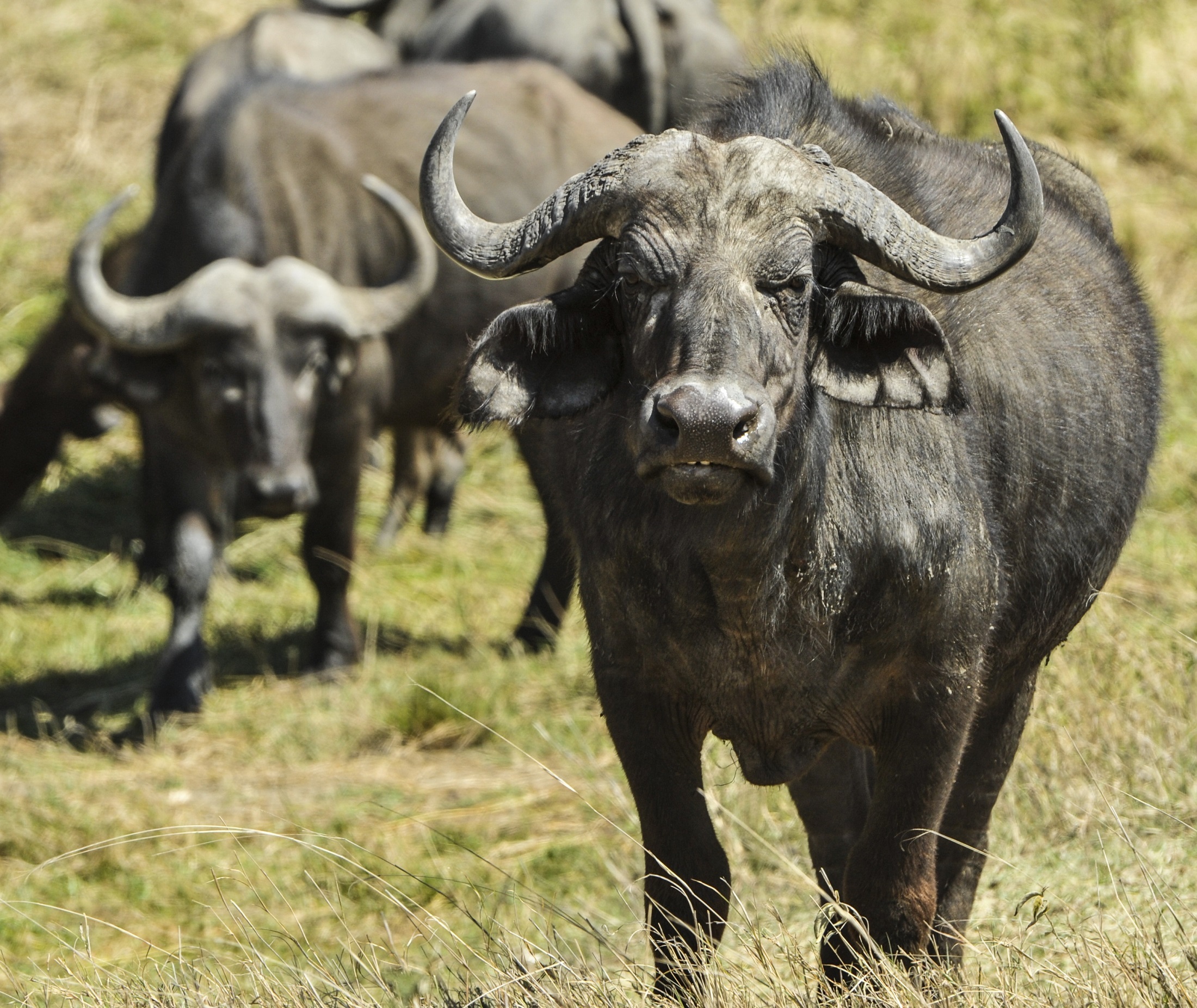 domestic, cape buffalo, animal wildlife, 1080P, face, animal, animal themes, animals in the wild, domestic animals, large, water buffalo, pets, mammal, HD Wallpaper