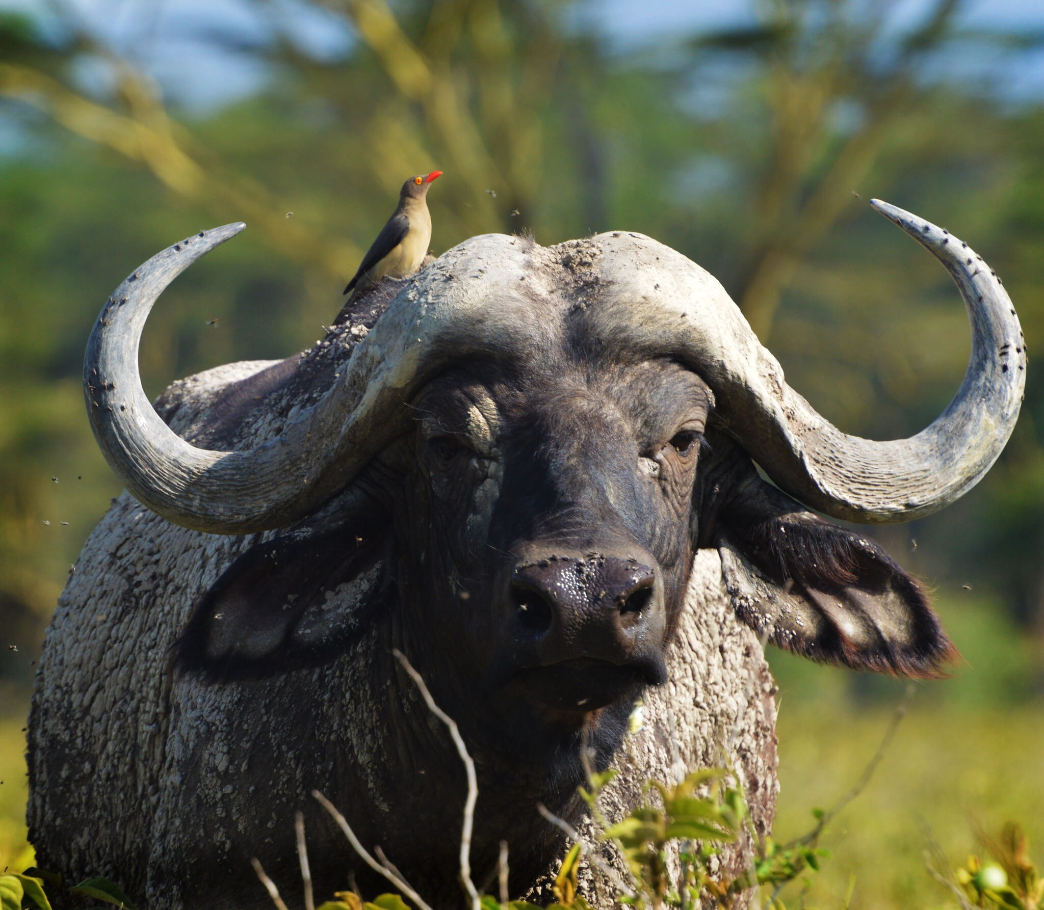 nature, vertebrate, wild animal, animal themes, animals in the wild, animal wildlife, tree, 1080P, buffalo, horned, animal, mammal, sunlight, one animal, HD Wallpaper