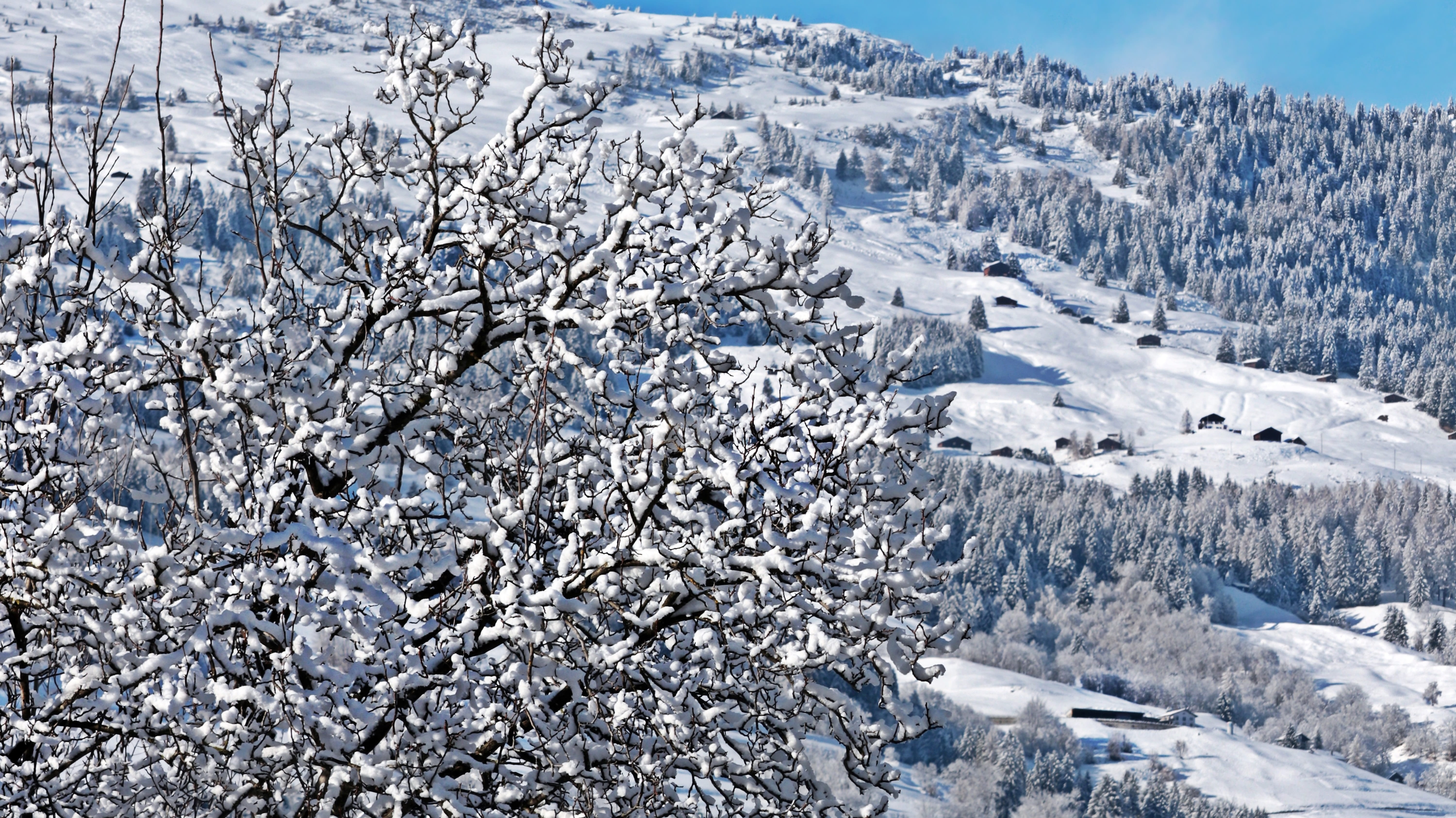 white color, trees, switzerland, blue winter sky, swiss mountains, panorama, winter dream, cold, outdoors, blue, winter trees, melting, 5K, beauty in nature, HD Wallpaper