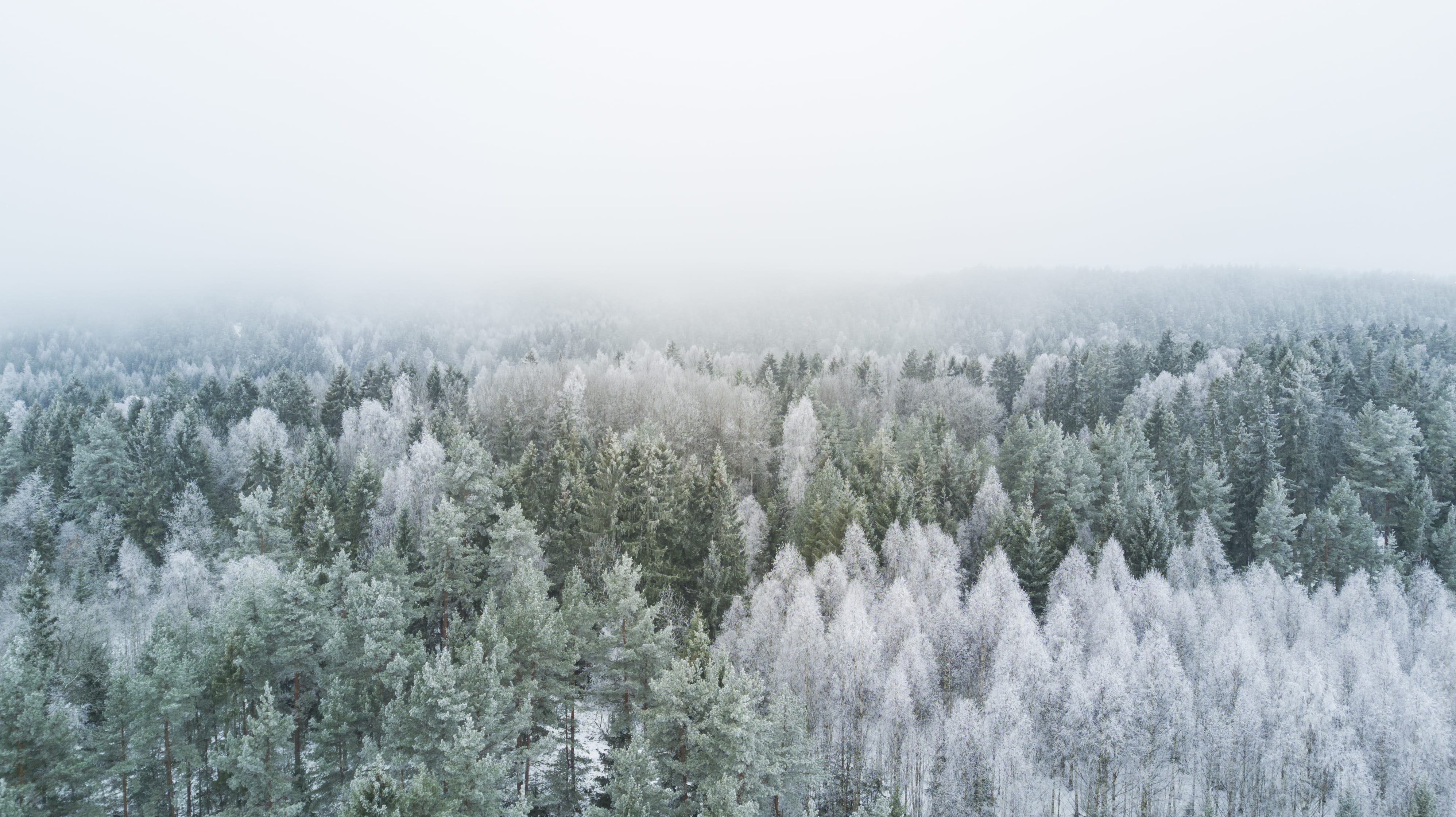 pine tree, s, White, field, fog, coniferous tree, forest, cold - Temperature, Trees, woodland, no People, pine, frozen, tranquil Scene, land, 4K, outdoors, HD Wallpaper