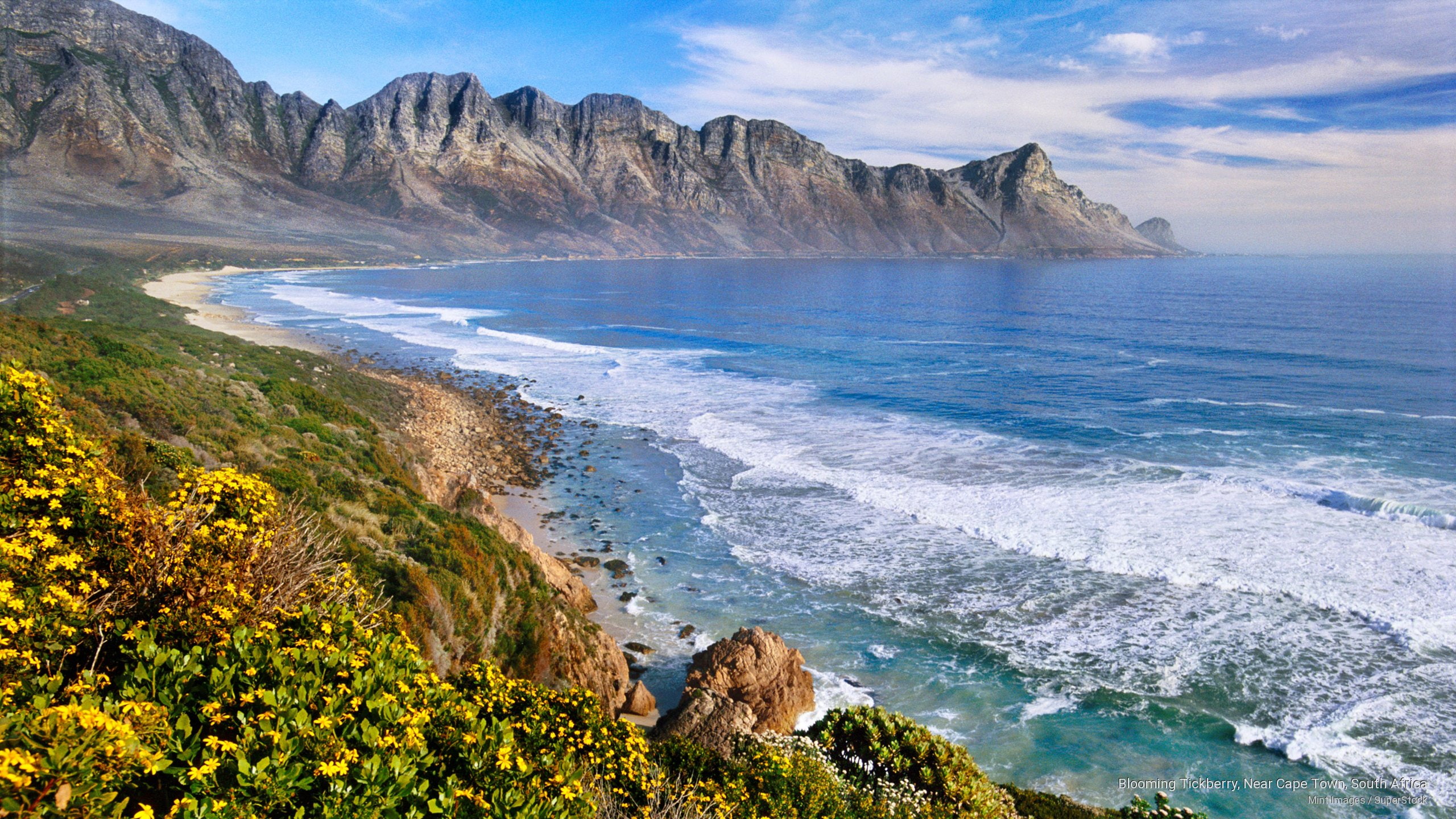 tickberry, town, Africa, 2K, near, south, cape, blooming, HD Wallpaper