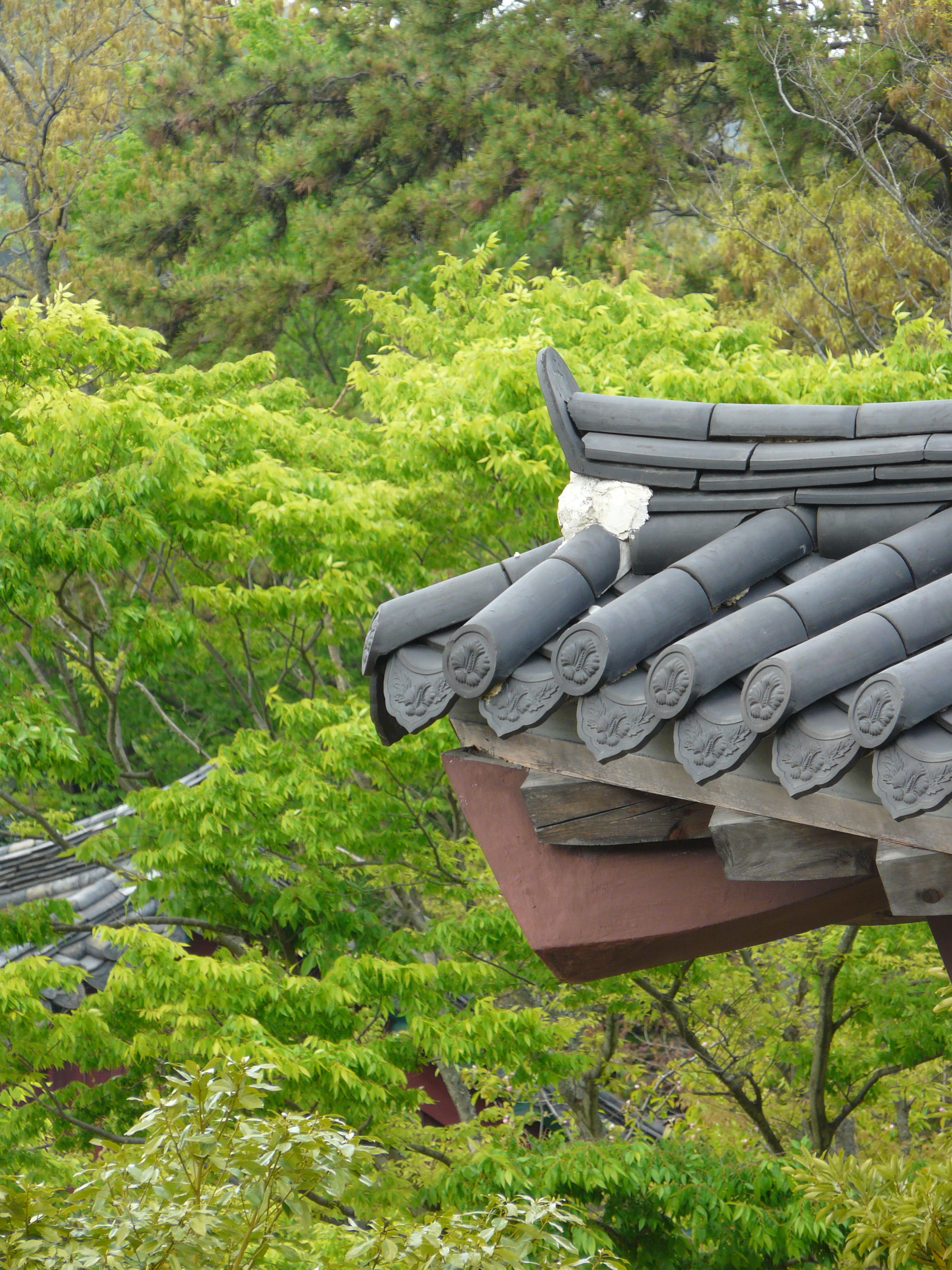 tree, korean, outdoors, forbidden city, no people, hanok, landscape, traditional, beauty in nature, tourist destination, republic of korea, roof tile, korea culture, Phone HD Wallpaper
