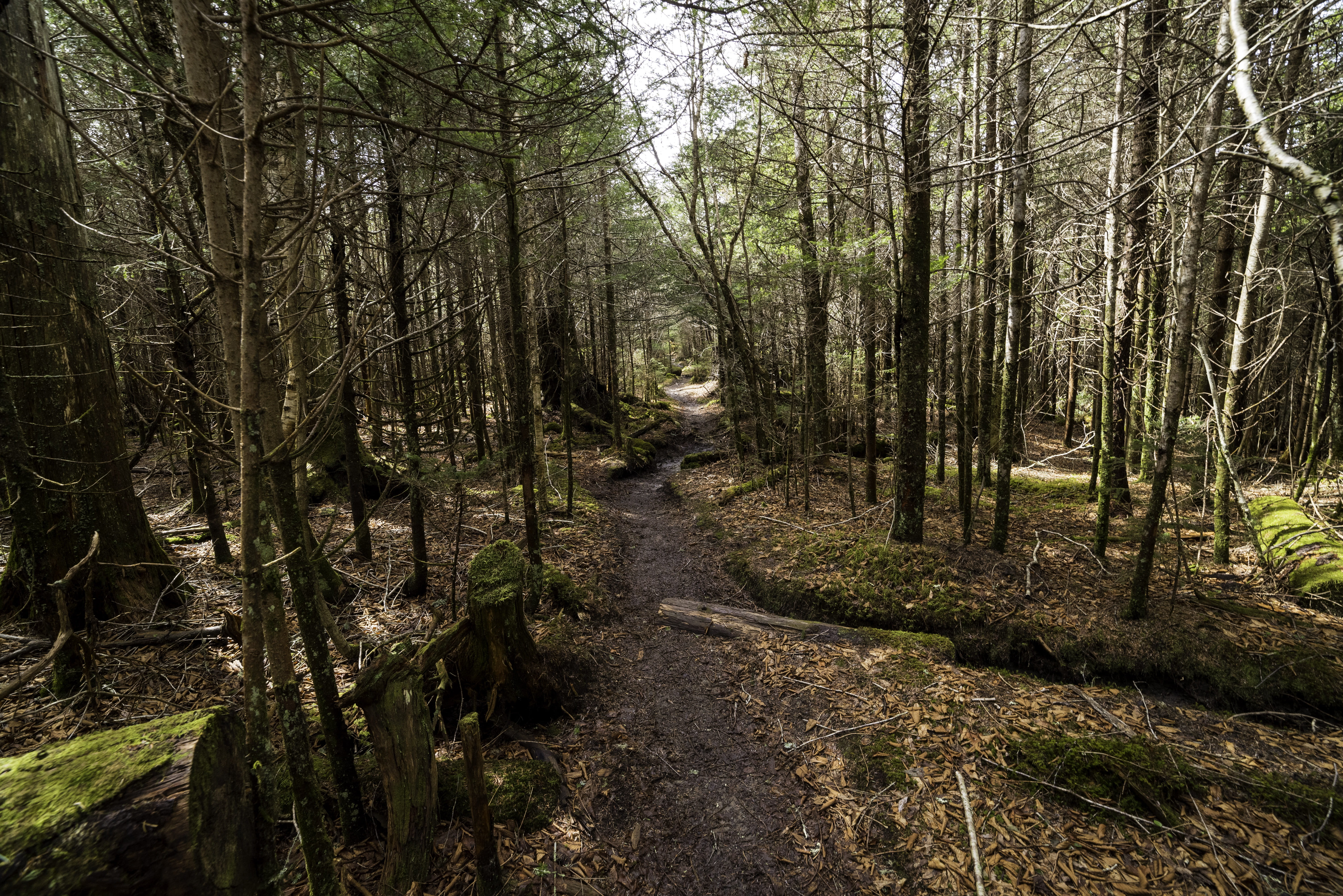 National Park, great smoky mountains national park, scenics - nature, plant, s, scenery, public domain, leaf, dome, hiking, land, Clingmans Dome, landscape, HD Wallpaper