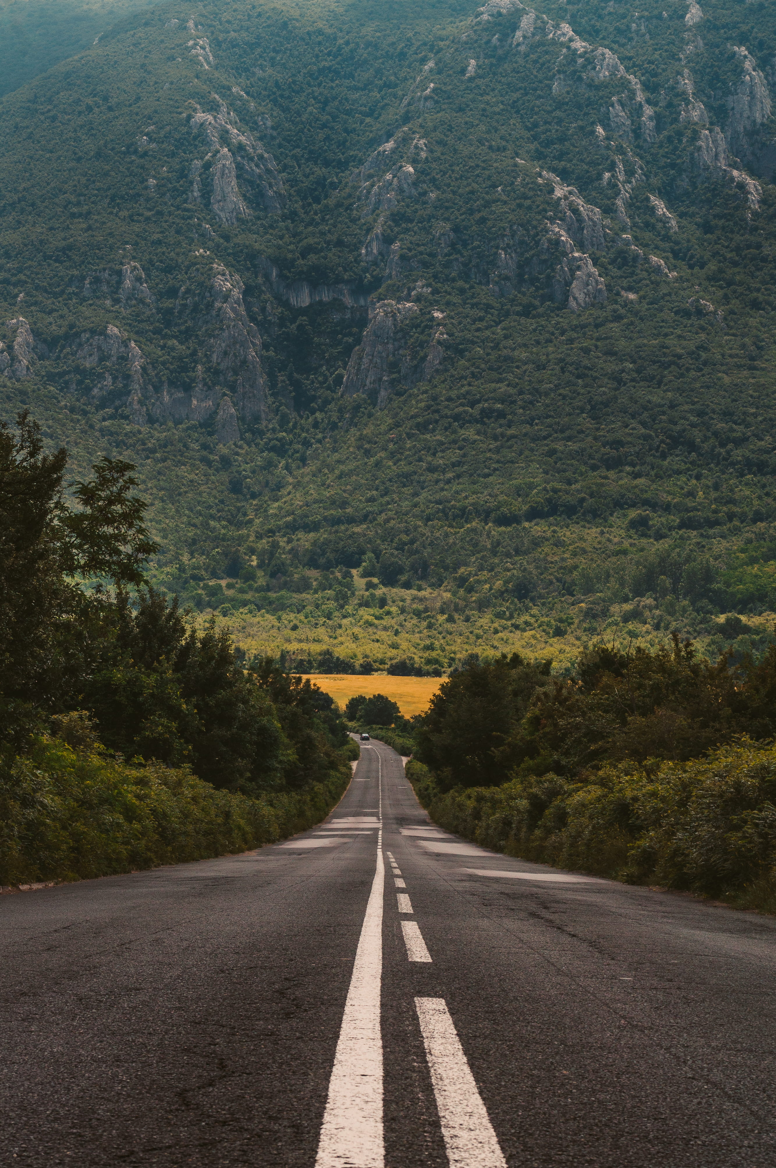 road marking, concrete, angle, towards, beauty in nature, no people, wilderness, open road, transportation, plant, high, wild life, daytime, tranquility, Phone HD Wallpaper