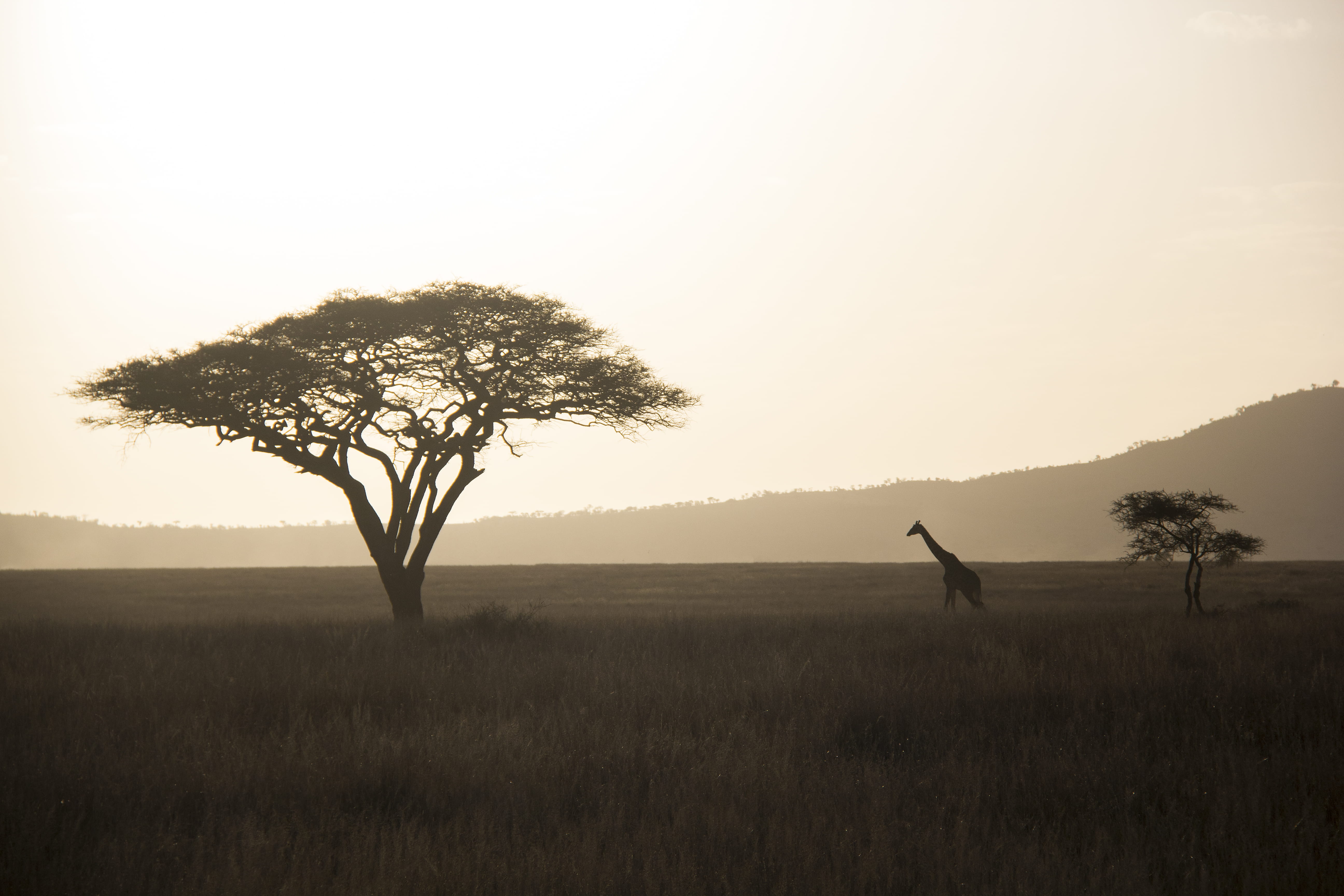 sunset, sunlight, loneliness, sky, wildlife, safari Animals, savannah, serengeti, sepium, sunrise, branch, serengeti National Park, 5K, namibia, mist, HD Wallpaper
