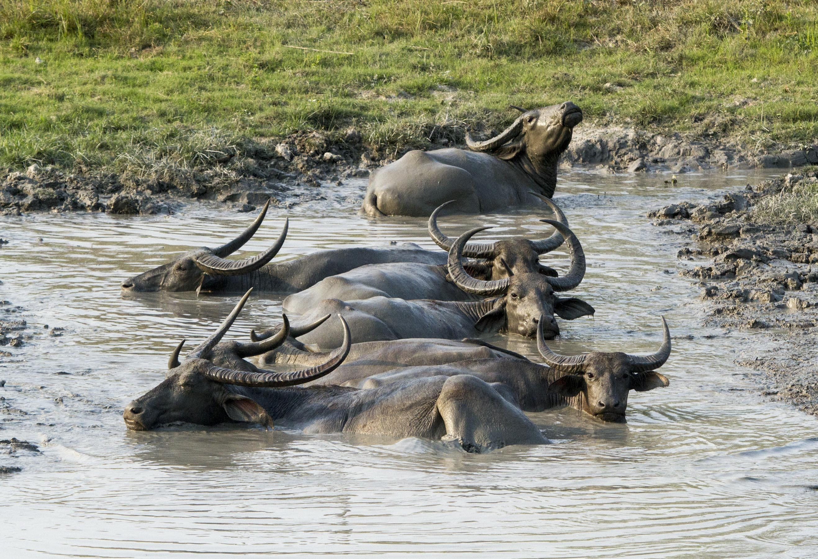 medium group of animals, mammal, animal wildlife, Wild, herbivorous, vertebrate, livestock, group of animals, kaziranga, Buffalo, water, Mud, nature, national, HD Wallpaper