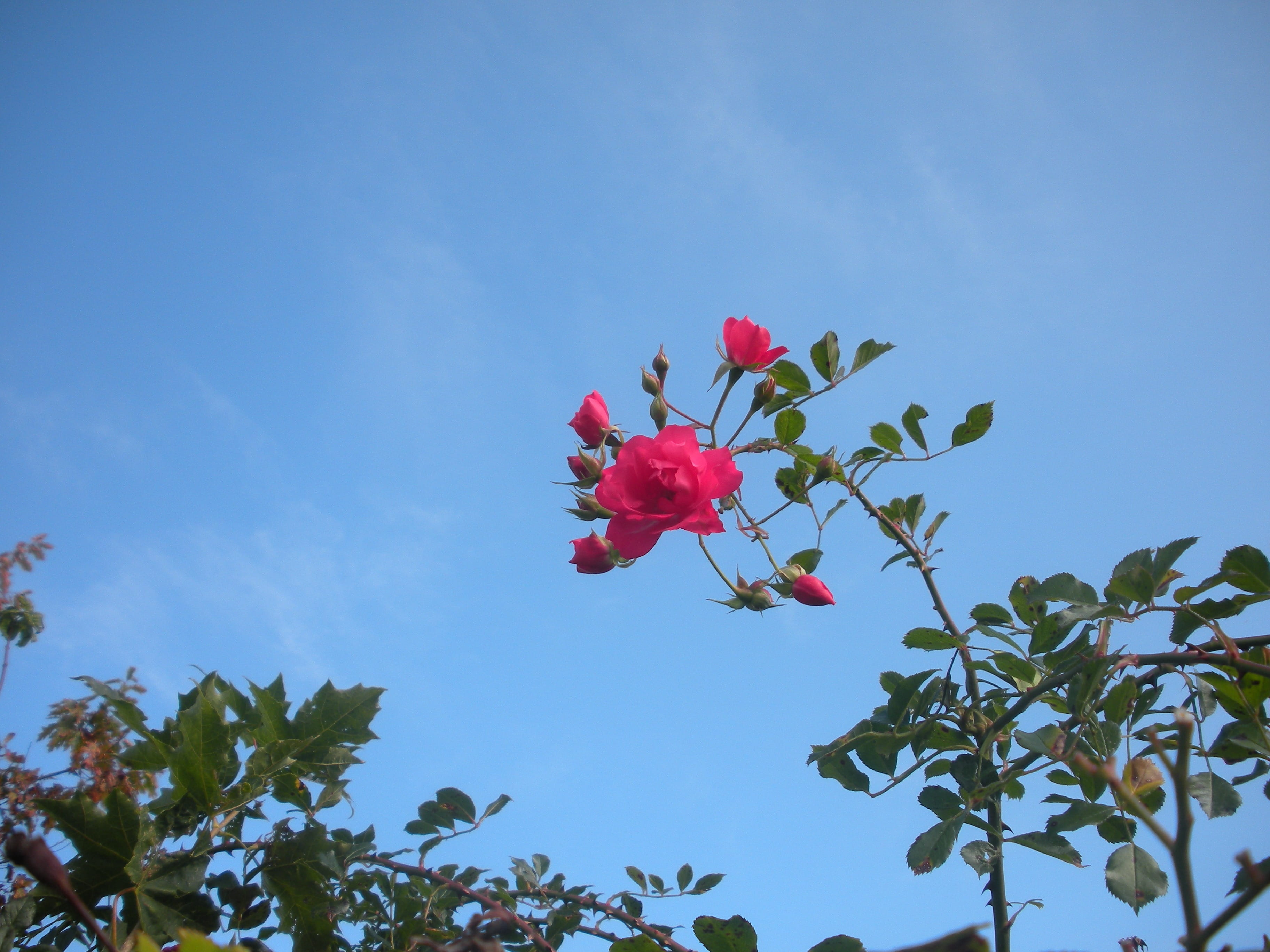 pink color, rising towards sky, fragility, Rose, nature, beautiful, day, growth, beauty in nature, plant, summer, Blue Sky, flowers, springtime, no people, HD Wallpaper
