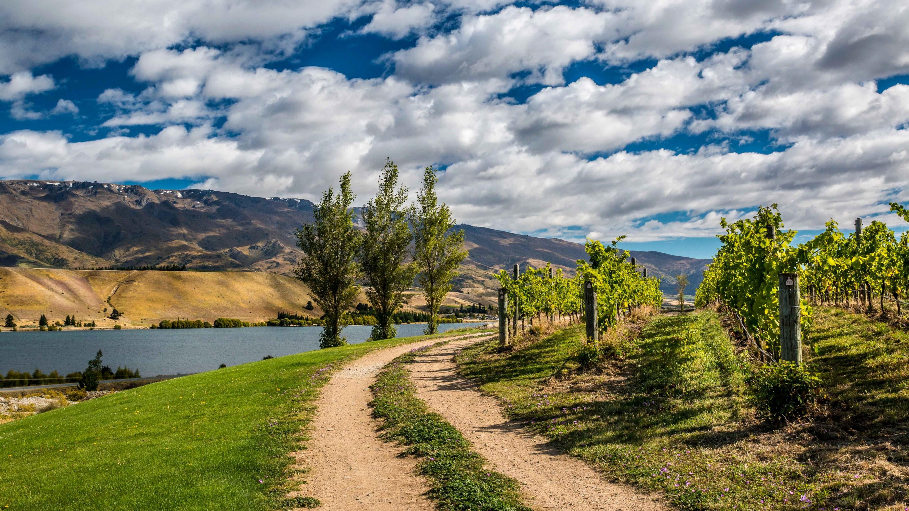 non-urban scene, tree, tranquility, cloud - sky, green color, landscape, beauty in nature, land, 4K, wine, outdoors, nature, dirt road, plant, scenics - nature, HD Wallpaper