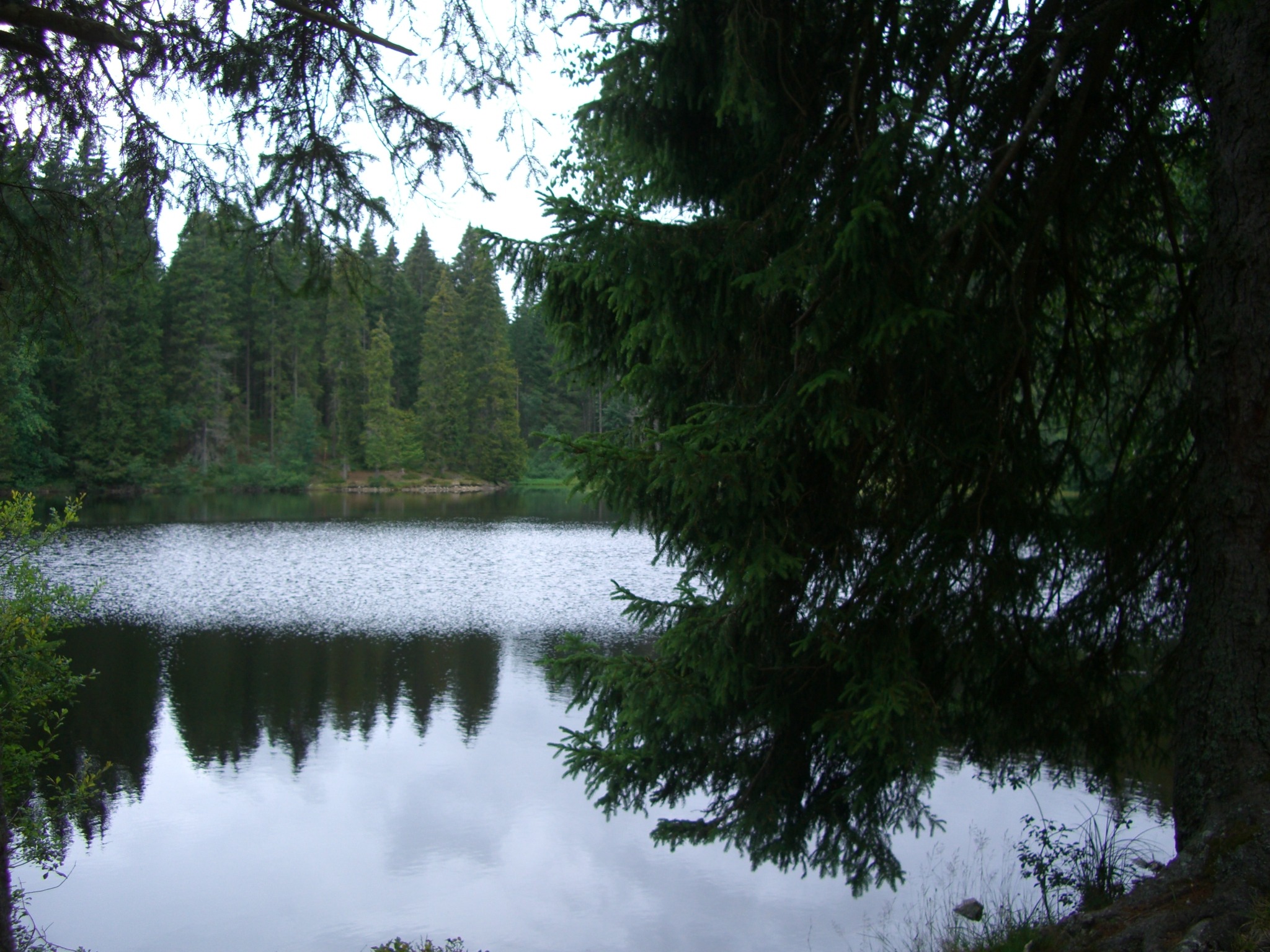 tranquility, waterfront, growth, outdoors, beauty in nature, tree, non-urban scene, plant, firs, day, no people, bog lake, water, nature, forest, 1080P, HD Wallpaper