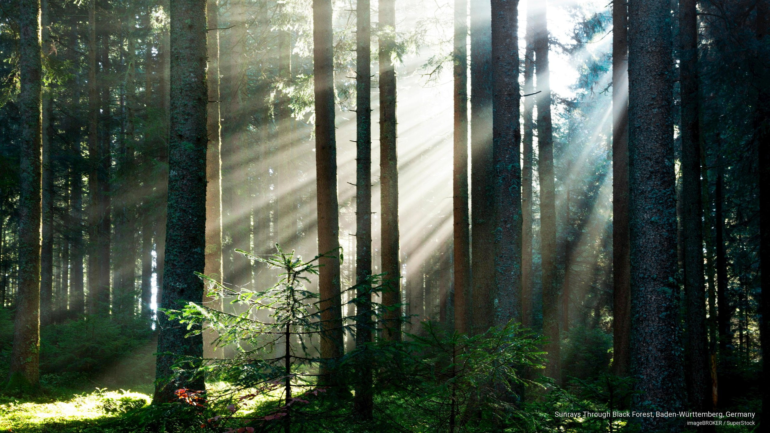 rttemberg, 2K, sunrays, black, w, baden, germany, Nature, forest, HD Wallpaper